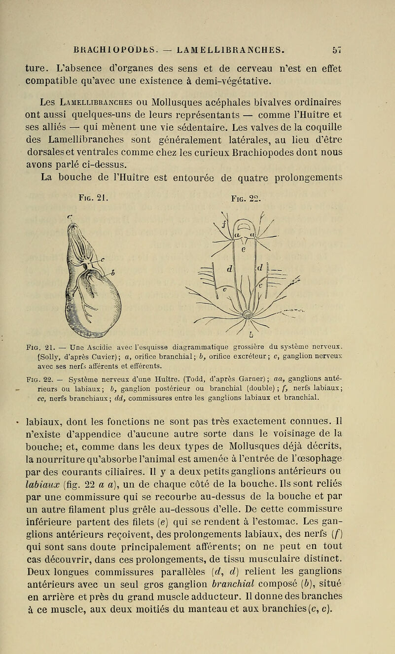 ture. L'absence d'organes des sens et de cerveau n'est en effet compatible qu'avec une existence à demi-végétative. Les Lamellibranches ou Mollusques acéphales bivalves ordinaires ont aussi quelques-uns de leurs représentants — comme l'Huître et ses alliés — qui mènent une vie sédentaire. Les valves de la coquille des Lamellibranches sont généralement latérales, au lieu d'être dorsales et ventrales comme chez les curieux Brachiopodes dont nous avons parlé ci-dessus. La bouche de l'Huître est entourée de quatre prolongements FiG. 21. FiG. 22. FiG. 21. — Une Ascidie avec l'esquisse diagrammatique grossière du système nerveux. (SoUy, d'après Cuvier) ; a, orifice branchial; h, orifice excréteur; e, ganglion nerveux avec ses nerfs afférents et efférents. FiG. 22. — Système nerveux d'une Huître. (Todd, d'après Garoer) ; aa, ganglions anté- rieurs ou labiaux; h, ganglion postérieur ou branchial (double);/', nerfs labiaux; ce, nerfs branchiaux; dd, commissures entre les ganglions labiaux et branchial. labiaux, dont les fonctions ne sont pas très exactement connues. Il n'existe d'appendice d'aucune autre sorte dans le voisinage de la bouche; et, comme dans les deux types de Mollusques déjà décrits, la nourriture qu'absorbe l'animal est amenée à l'entrée de l'œsophage par des courants ciliaires. 11 y a deux petits ganglions antérieurs ou labiaux (fig. 22 a a], un de chaque côté de la bouche. Ils sont reliés par une commissure qui se recourbe au-dessus de la bouche et par un autre filament plus grêle au-dessous d'elle. De cette commissure inférieure partent des filets (e) qui se rendent à l'estomac. Les gan- glions antérieurs reçoivent, des prolongements labiaux, des nerfs [f) qui sont sans doute principalement afférents; on ne peut en tout cas découvrir, dans ces prolongements, de tissu musculaire distinct. Deux longues commissures parallèles {d, d) relient les ganglions antérieurs avec un seul gros ganglion branchial composé (6), situé en arrière et près du grand muscle adducteur. Il donne des branches à ce muscle, aux deux moitiés du manteau et aux branchies (c, c).