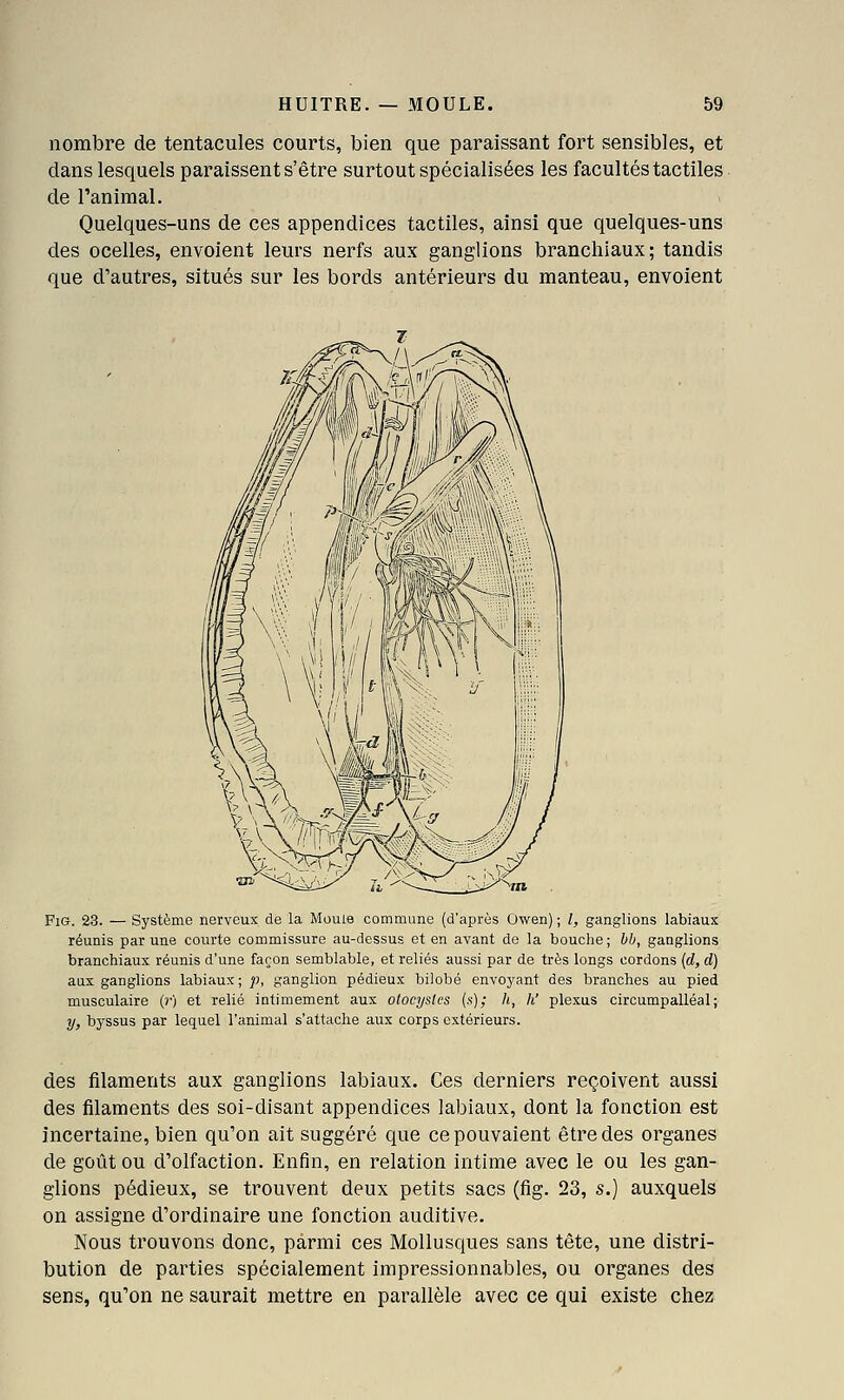 nombre de tentacules courts, bien que paraissant fort sensibles, et dans lesquels paraissent s'être surtout spécialisées les facultés tactiles de l'animal. Quelques-uns de ces appendices tactiles, ainsi que quelques-uns des ocelles, envoient leurs nerfs aux ganglions branchiaux; tandis que d'autres, situés sur les bords antérieurs du manteau, envoient Fie. 23. — Système nerveux de la Mouie commune (d'après Owen) ; l, ganglions labiaux réunis par une courte commissure au-dessus et en avant de la bouclie; bb, ganglions branchiaux réunis d'une façon semblable, et reliés aussi par de très longs cordons {d, d) aax ganglions labiaux; p, ganglion pédieux bilobé envoyant des branches au pied musculaire (r) et relié intimement aux otocystcs (s); h, h' plexus circumpalléal; y, byssus par lequel l'animal s'attache aux corps extérieurs. des filaments aux ganglions labiaux. Ces derniers reçoivent aussi des filaments des soi-disant appendices labiaux, dont la fonction est incertaine, bien qu'on ait suggéré que ce pouvaient être des organes de goût ou d'olfaction. Enfin, en relation intime avec le ou les gan- glions pédieux, se trouvent deux petits sacs (fig. 23, s.) auxquels on assigne d'ordinaire une fonction auditive. Nous trouvons donc, parmi ces Mollusques sans tête, une distri- bution de parties spécialement impressionnables, ou organes des sens, qu'on ne saurait mettre en parallèle avec ce qui existe chez