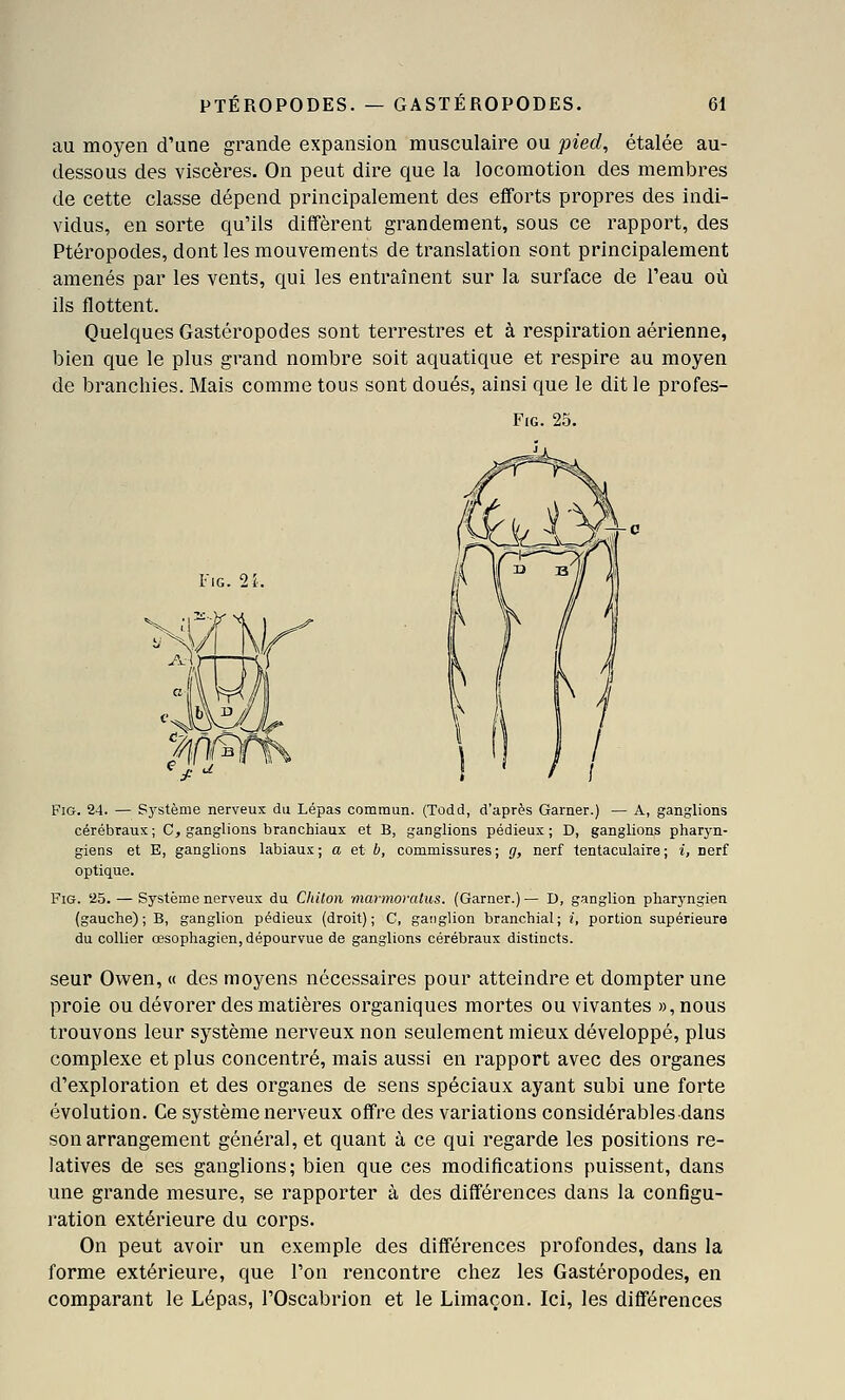 au moyen d'une grande expansion musculaire ou pied, étalée au- dessous des viscères. On peut dire que la locomotion des membres de cette classe dépend principalement des efforts propres des indi- vidus, en sorte qu'ils diffèrent grandement, sous ce rapport, des Ptéropodes, dont les mouvements de translation sont principalement amenés par les vents, qui les entraînent sur la surface de Teau où ils flottent. Quelques Gastéropodes sont terrestres et à respiration aérienne, bien que le plus grand nombre soit aquatique et respire au moyen de branchies. Mais comme tous sont doués, ainsi que le dit le profes- FiG. 25. FiG. Ti. FiG. 24. — Sj^stème nerveux du Lépas commun. (Todd, d'après Garner.) — A, ganglions cérébraux ; C, ganglions branchiaux et B, ganglions pédieux ; D, ganglions pharyn- giens et E, ganglions labiaux; a et 6, commissures; g, nerf tentaculaire; i, nerf optique. FiG. 25. — Système nerveux du Chilon marmoralus. (Garner.) — D, ganglion pharyngien (gauche); B, ganglion pédieux (droit); C, ganglion branchial; i, portion supérieure du collier œsophagien, dépourvue de ganglions cérébraux distincts. seur Ovven, « des moyens nécessaires pour atteindre et dompter une proie ou dévorer des matières organiques mortes ou vivantes »,nous trouvons leur système nerveux non seulement mieux développé, plus complexe et plus concentré, mais aussi en rapport avec des organes d'exploration et des organes de sens spéciaux ayant subi une forte évolution. Ce système nerveux offre des variations considérables dans son arrangement général, et quant à ce qui regarde les positions re- latives de ses ganglions; bien que ces modifications puissent, dans une grande mesure, se rapporter à des différences dans la configu- ration extérieure du corps. On peut avoir un exemple des différences profondes, dans la forme extérieure, que l'on rencontre chez les Gastéropodes, en comparant le Lépas, l'Oscabrion et le Limaçon. Ici, les différences
