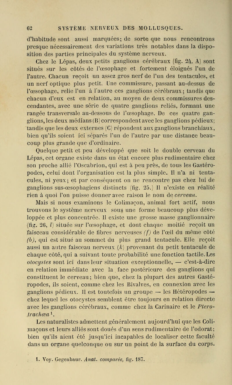 d'habitude sont aussi marquées; de sorte que nous rencontrons presque nécessairement des variations très notables dans la dispo- sition des parties principales du système nerveux. Chez le Lépas, deux petits ganglions cérébraux (fig. Ik, A) sont situés sur les côtés de l'œsophage et fortement éloignés l'un de l'autre. Chacun reçoit un assez gros nerf de l'un des tentacules, et un nerf optique plus petit. Une commissure, passant au-dessus de l'œsophage, relie l'un à l'autre ces ganglions cérébraux; tandis que chacun d'eux est en relation, au moyen de deux commissures des- cendantes, avec une série de quatre ganglions reliés, formant une rangée transversale au-dessous de l'œsophage. De ces quatre gan- glions, les deux médians (B) correspondent avec les ganglions pédieux; tandis que les deux externes (G) répondent aux ganglions branchiaux, bien qu'ils soient ici séparés l'un de l'autre par une distance beau- coup plus grande que d'ordinaire. Quelque petit et peu développé que soit le double cerveau du Lépas, cet organe existe dans un état encore plus rudimentaire chez son proche allié l'Oscabrion, qui est à peu près, de tous les Gastéro- podes, celui dont l'organisation est la plus simple. Il n'a ni tenta- cules, ni yeux ; et par conséquent on ne rencontre pas chez lui de ganglions sus-œsophagiens distincts (fig. 25.) Il n'existe en réalité rien à quoi l'on puisse donner avec raison le nom de cerveau. Mais si nous examinons le Colimaçon, animal fort actif, nous trouvons le système nerveux sous une forme beaucoup plus déve- loppée et plus concentrée. Il existe une grosse masse ganglionnaire (fig. 26, l) située sur l'œsophage, et dont chaque moitié reçoit un faisceau considérable de fibres nerveuses (f) de l'œil du même côté (h), qui est situé au sommet du plus grand tentacule. Elle reçoit aussi un autre faisceau nerveux (/c) provenant du petit tentacule de chaque côté, qui a suivant toute probabilité une fonction tactile. Les otocystes sont ici dans leur situation exceptionnelle, — c'est-à-dire en relation immédiate avec la . face postérieure des ganglions qui constituent le cerveau ; bien que, chez la plupart des autres Gasté- ropodes, ils soient, comme chez les Bivalves, en connexion avec les ganglions pédieux. Il est toutefois un groupe — les Hétéropodes — chez lequel les otocystes semblent être toujours en relation directe avec les ganglions cérébraux, comme chez la Carinaire et le Plevo- ^trachœa^. Les naturalistes admettent généralement aujourd'hui que les Coli- maçons et leurs alliés sont doués d'un sens rudimentaire de l'odorat; bien qu'ils aient été jusqu'ici incapables de localiser cette faculté dans un organe quelconque ou sur un point de la surface du corps. 1. Voy. Gegenbaur. Anat. comparée, fig. 187.