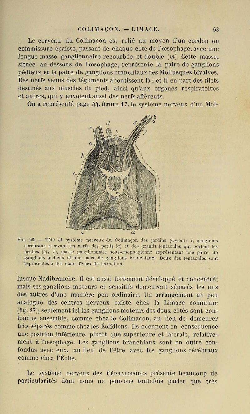 Le cerveau du Colimaçon est relié au moyen d'un cordon ou coinmissure épaisse, passant de chaque côté de l'œsophage, avec une longue masse ganglionnaire recourbée et double [m). Cette masse, située au-dessous de l'œsophage, représente la paire de ganglions pédieux et la paire de ganglions branchiaux des Mollusques bivalves. Des nerfs venus des téguments aboutissent là ; et il en part des filets destinés aux muscles du pied, ainsi qu'aux organes respiratoires et autres, qui y envoient aussi des nerfs afférents. On a représenté page /|Z|, figure 17, le système nerveux d'un Mol- FiG. 26. — Tête et système nerveux du Colimaçon des jardins. (Owen) ; /, ganglions cérébraux recevant les nerfs des petits (a) et des grands tentacules qui portent les ocelles (6); m, masse ganglionnaire sous-œsophagienne représentant une paire de ganglions pédieux et une paire de ganglions branchiaux. Deux des tentacules sont représentés à des états divers de rétraction. lusque Nudibranche. Il est aussi fortement développé et concentré; mais ses ganglions moteurs et sensitifs demeurent séparés les uns des autres d'une manière peu ordinaire. Un arrangement un peu analogue des centres nerveux existe chez la Limace commune (fig. 27); seulement ici les ganglions moteurs des deux côtés sont con- fondus ensemble, comme chez le Colimaçon, au lieu de demeurer très séparés comme chez les Éolidiens. Ils occupent en conséquence une position inférieure, plutôt que supérieure et latérale, relative- ment à l'œsophage. Les ganglions branchiaux sont en outre con- fondus avec eux, au lieu de l'être avec les ganglions cérébraux comme chez l'Éolis. Le système nerveux des Céphalopodes présente beaucoup de particularités dont nous ne pouvons toutefois parler que très