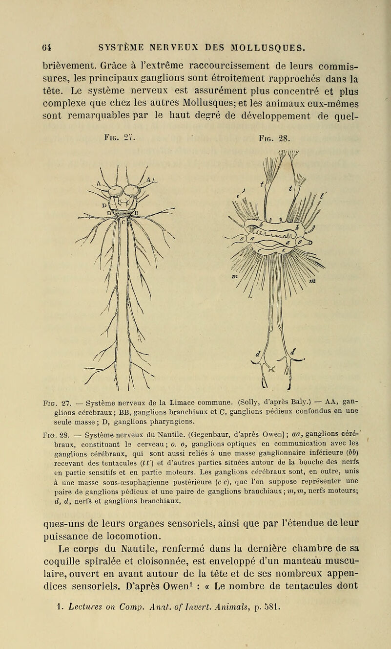 brièvement. Grâce à l'extrême raccourcissement de leurs commis- sures, les principaux ganglions sont étroitement rapprochés dans la tête. Le système nerveux est assurément plus concentré et plus complexe que chez les autres Mollusques; et les animaux eux-mêmes sont remarquables par le haut degré de développement de quel- FlG. FiG. 28. FiG. 27. — Système nerveux de la Limace commune. (80113^ d'après Baly.) — AA, gan- glions cérébraux; BB, ganglions branchiaux et C, ganglions pédieux confondus en uoe seule masse ; D, ganglions pharyngiens. FiG. 28. — Système nerveux du Nautile. (Gegenbaur, d'après Owen) ; aa, ganglions céré-' braux, constituant le cerveau ; 0. 0, ganglions optiques en communication avec les ganglions cérébraux, qui sont aussi reliés à une masse ganglionnaire inférieure {bb) recevant des tentacules {tt') et d'autres parties situées autour de la bouche des nerfs en partie sensitifs et en partie moteurs. Les ganglions cérébraux sont, en outre, unis à une masse sous-œsophagienne postérieure (c c), que l'on suppose représenter une paire de ganglions pédieux et une paire de ganglions branchiaux; ?«,??*, nerfs moteurs; d, d, nerfs et ganglions branchiaux. ques-uns de leurs organes sensoriels, ainsi que par l'étendue de leur puissance de locomotion. Le corps du Nautile, renfermé dans la dernière chambre de sa coquille spiralée et cloisonnée, est enveloppé d'un manteau muscu- laire, ouvert en avant autour de la tête et de ses nombreux appen- dices sensoriels. D'après Owen^ : « Le nombre de tentacules dont