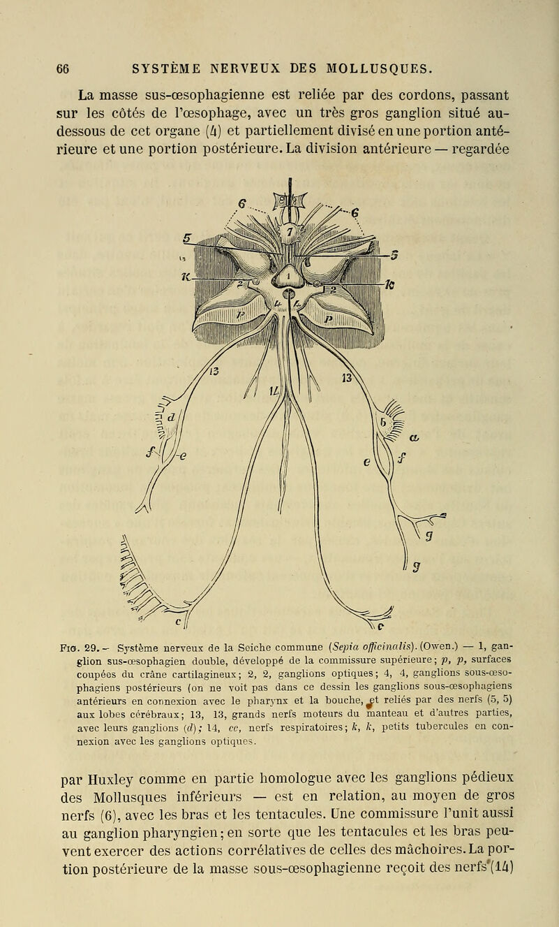 La masse sus-œsophagienne est reliée par des cordons, passant sur les côtés de l'œsophage, avec un très gros ganglion situé au- dessous de cet organe (Zi) et partiellement divisé en une portion anté- rieure et une portion postérieure. La division antérieure — regardée Fio. 29,- Sj'stème nerveux de la Seiche commune {Sepia officinalis). (O^yen.) — 1, gan- glion sus-œsophagien double, développé de la commissure supérieure ; p, p, surfaces coupées du crâne cartilagineux; 2, 2, ganglions optiques; 4, 4, ganglions sous-œso- phagiens postérieurs (on ne voit pas dans ce dessin les ganglions sous-œsophagiens antérieurs en connexion avec le pharynx et la bouche, et reliés par des nerfs (5, 5) aux lobes cérébraux; 13, 13, grands nerfs moteurs du manteau et d'autres parties, avec leurs ganglions (rf); 14, ce, nerfs respiratoires; k, k, petits tubercules en con- nexion avec les ganglions optiques. par Huxley comme en partie homologue avec les ganglions pédieux des Mollusques inférieurs — est en relation, au moyen de gros nerfs (6), avec les bras et les tentacules. Une commissure l'unit aussi au ganglion pharyngien; en sorte que les tentacules et les bras peu- vent exercer des actions corrélatives de celles des mâchoires. La por- tion postérieure de la masse sous-œsophagienne reçoit des nerfs'(l/i)