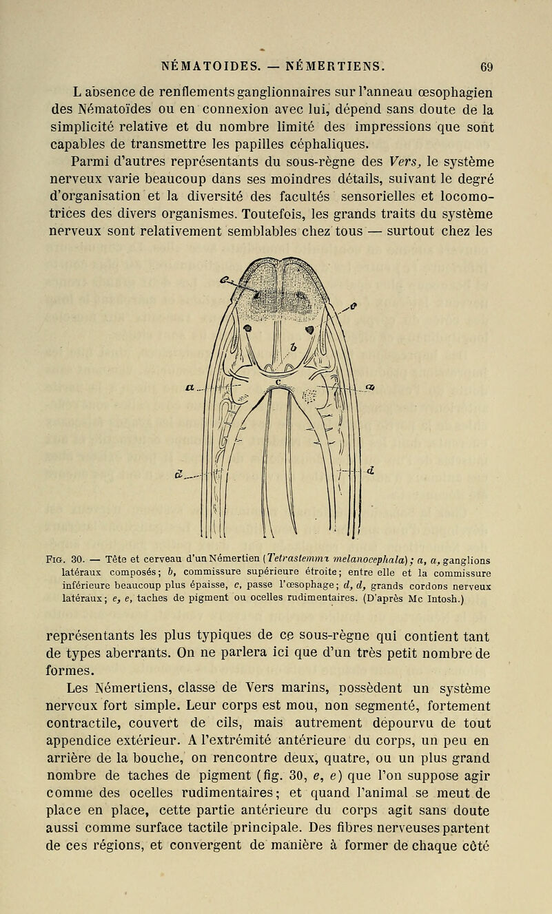 L absence de renflements ganglionnaires surTanneau œsophagien des Néraatoïdes ou en connexion avec lui, dépend sans doute de la simplicité relative et du nombre limité des impressions que sont capables de transmettre les papilles céphaliques. Parmi d'autres représentants du sous-règne des Vers^ le système nerveux varie beaucoup dans ses moindres détails, suivant le degré d'organisation et la diversité des facultés sensorielles et locomo- trices des divers organismes. Toutefois, les grands traits du système nerveux sont relativement semblables chez tous — surtout chez les FiG. 30. — Tète et cerveau d'unNémertien [Telraslemmi melanocephala); a, a, ganglions latéraux composés; 6, commissure supérieure étroite; entre elle et la commissure inférieure beaucoup plus épaisse, c, passe l'œsophage; d,d, grands cordons nerveux latéraux; e, e, taches de pigment ou ocelles rudimentaires. (D'après Me Intosh.) représentants les plus typiques de ce sous-règne qui contient tant de types aberrants. On ne parlera ici que d'un très petit nombre de formes. Les Némertiens, classe de Vers marins, possèdent un système nerveux fort simple. Leur corps est mou, non segmenté, fortement contractile, couvert de cils, mais autrement dépourvu de tout appendice extérieur. A l'extrémité antérieure du corps, un peu en arrière de la bouche, on rencontre deux, quatre, ou un plus grand nombre de taches de pigment (fig. 30, e, e) que l'on suppose agir comme des ocelles rudimentaires; et quand l'animal se meut de place en place, cette partie antérieure du corps agit sans doute aussi comme surface tactile principale. Des fibres nerveuses partent de ces régions, et convergent de manière à former de chaque côté