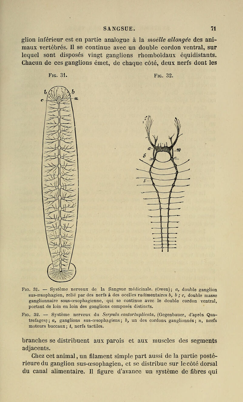 glion inférieur est en partie analogue à la moelle allongée des ani- maux vertébrés. Il se continue avec un double cordon ventral, sur lequel sont disposés vingt ganglions rhomboïdaux équidistants. Chacun de ces ganglions émet, de chaque côté, deux nerfs dont les FiG. 31. FiG. 32. W FiG. 31. — Système nerveux de la Sangsue médicinale. (Owen); a, double ganglion sus-œsophagien, relié par des nerfs à des ocelles rudimentaires b, h ; c, double masse ganglionnaire sous-œsophagienne, qui se continue avec le double cordon ventral, portant de loin en loin des ganglions composés distincts. FiG. 32. — Système nerveux du Serpula cont07'luplicata. (Gegenbauer, d'après Qua- trefages) ; a, ganglions sus-œsophagiens ; b, un des cordons ganglionnés ; n, nerfs moteurs buccaux; t, nerfs tactiles. branches se distribuent aux parois et aux muscles des segments adjacents. Chez cet animal, un filament simple part aussi de la partie posté- rieure du ganglion sus-œsophagien, et se distribue sur le côté dorsal du canal alimentaire. Il figure d'avance un système de fibres qui