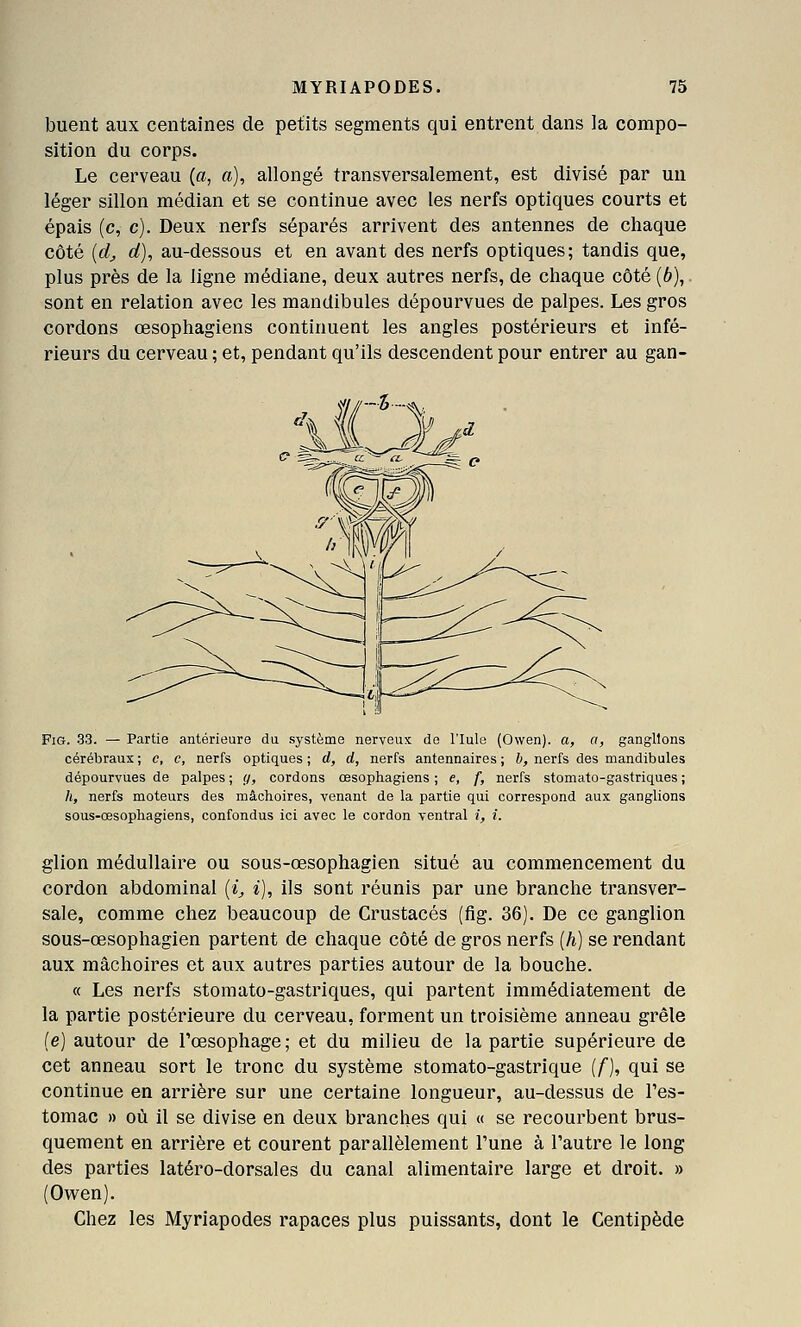buent aux centaines de petits segments qui entrent dans la compo- sition du corps. Le cerveau {a, a), allongé transversalement, est divisé par un léger sillon médian et se continue avec les nerfs optiques courts et épais (c, c). Deux nerfs séparés arrivent des antennes de chaque côté [d^ d), au-dessous et en avant des nerfs optiques; tandis que, plus près de la ligne médiane, deux autres nerfs, de chaque côté (6), sont en relation avec les mandibules dépourvues de palpes. Les gros cordons œsophagiens continuent les angles postérieurs et infé- rieurs du cerveau ; et, pendant qu'ils descendent pour entrer au gan- FiG. 33. — Partie antérieure du système nerveux de l'Iule (Owen). a, a, ganglions cérébraux; c, c, nerfs optiques; d, d, nerfs antennaires ; 6, nerfs des mandibules dépourvues de palpes ; g, cordons œsophagiens ; e, f, nerfs stomate-gastriques ; h, nerfs moteurs des mâchoires, venant de la partie qui correspond aux ganglions sous-œsophagiens, confondus ici avec le cordon ventral /, /. glion médullaire ou sous-œsophagien situé au commencement du cordon abdominal {i^ i), ils sont réunis par une branche transver- sale, comme chez beaucoup de Crustacés (fig. 36). De ce ganglion sous-œsophagien partent de chaque côté de gros nerfs {h] se rendant aux mâchoires et aux autres parties autour de la bouche. « Les nerfs stomato-gastriques, qui partent immédiatement de la partie postérieure du cerveau, forment un troisième anneau grêle (e) autour de l'œsophage; et du milieu de la partie supérieure de cet anneau sort le tronc du système stomato-gastrique (f), qui se continue en arrière sur une certaine longueur, au-dessus de Tes- tomac » où il se divise en deux branches qui « se recourbent brus- quement en arrière et courent parallèlement l'une à l'autre le long des parties latéro-dorsales du canal alimentaire large et droit. » (Ovren). Chez les Myriapodes rapaces plus puissants, dont le Centipède
