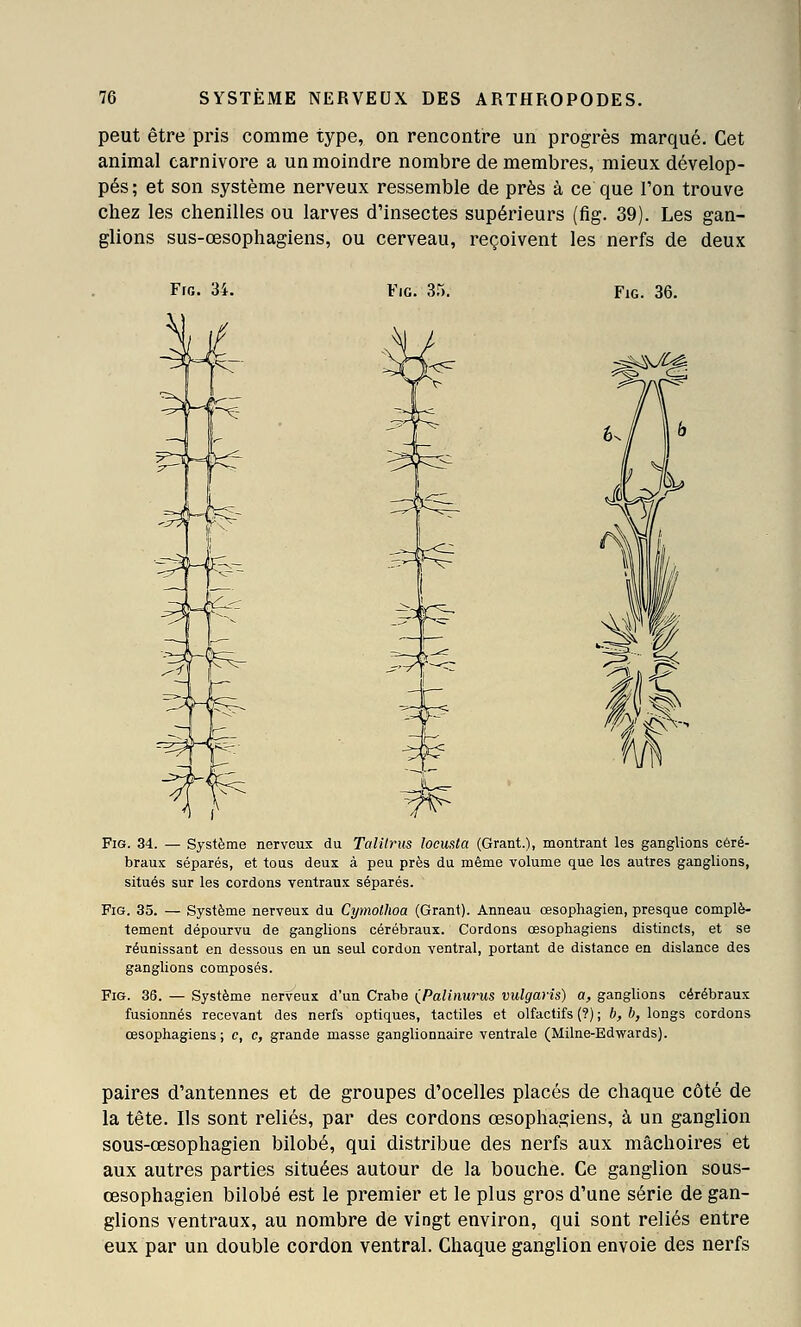 peut être pris comme type, on rencontre un progrès marqué. Cet animal Carnivore a un moindre nombre de membres, mieux dévelop- pés; et son système nerveux ressemble de près à ce que l'on trouve chez les chenilles ou larves d'insectes supérieurs (fig. 39). Les gan- glions sus-oesophagiens, ou cerveau, reçoivent les nerfs de deux Fro. 34. Fig. 35. FiG. 36. r~ % Fig. 34. — Système nerveux du Talitrus locusta (Grant.), montrant les ganglions céré- braux séparés, et tous deux à peu près du même volume que les autres ganglions, situés sur les cordons ventraux séparés. Fig. 35. — Système nerveux du Cymolhoa (Grant). Anneau œsopliagien, presque complè- tement dépourvu de ganglions cérébraux. Cordons œsophagiens distincts, et se réunissant en dessous en un seul cordon ventral, portant de distance en dislance des ganglions composés. Fig. 36. — Système nerveux d'un Crabe (Palinurus vulgarîs) a, ganglions cérébraux fusionnés recevant des nerfs optiques, tactiles et olfactifs (?) ; b, b, longs cordons ?iens; c, c, grande masse ganglionnaire ventrale (Milne-Edwards). paires d'antennes et de groupes d'ocelles placés de chaque côté de la tête. Ils sont reliés, par des cordons œsophagiens, à un ganglion sous-œsophagien bilobé, qui distribue des nerfs aux mâchoires et aux autres parties situées autour de la bouche. Ce ganglion sous- œsophagien bilobé est le premier et le plus gros d'une série de gan- glions ventraux, au nombre de vingt environ, qui sont reliés entre eux par un double cordon ventral. Chaque ganglion envoie des nerfs