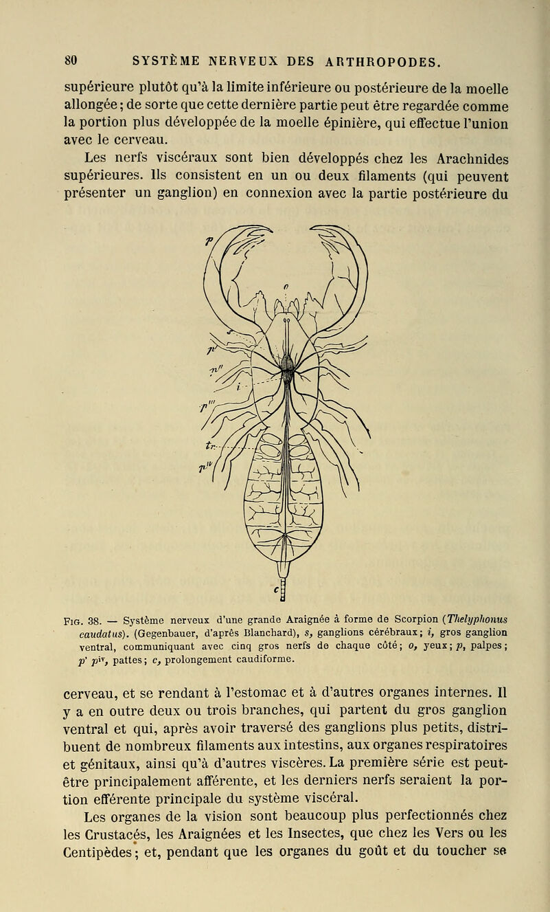 supérieure plutôt qu'à la limite inférieure ou postérieure de la moelle allongée ; de sorte que cette dernière partie peut être regardée comme la portion plus développée de la moelle épinière, qui effectue l'union avec le cerveau. Les nerfs viscéraux sont bien développés chez les Arachnides supérieures. Ils consistent en un ou deux filaments (qui peuvent présenter un ganglion) en connexion avec la partie postérieure du FiG. 38. — Système nerveux d'une grande Araignée à forme de Scorpion {Thelyphonus caudatus). (Gegenbauer, d'après Blanchard), s, ganglions cérébraux; i, gros ganglion ventral, communiquant avec cinq gros nerfs de chaque côté ; o, yeux ; p, palpes ; P' P^^> pattes; c, prolongement caudiforme. cerveau, et se rendant à l'estomac et à d'autres organes internes. Il y a en outre deux ou trois branches, qui partent du gros ganglion ventral et qui, après avoir traversé des ganglions plus petits, distri- buent de nombreux filaments aux intestins, aux organes respiratoires et génitaux, ainsi qu'à d'autres viscères. La première série est peut- être principalement afférente, et les derniers nerfs seraient la por- tion efférente principale du système viscéral. Les organes de la vision sont beaucoup plus perfectionnés chez les Crustacés, les Araignées et les Insectes, que chez les Vers ou les Centipèdes'; et, pendant que les organes du goût et du toucher se