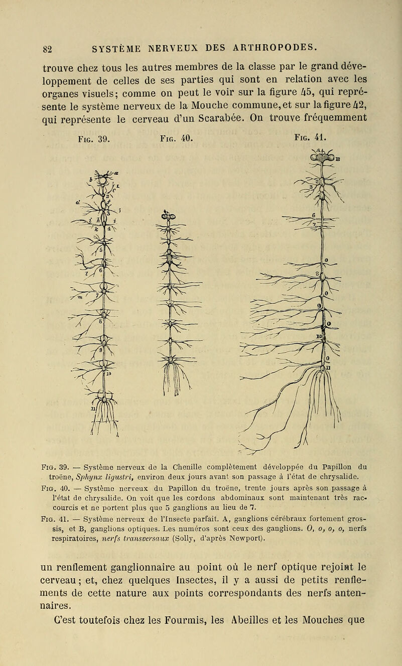 trouve chez tous les autres membres de la classe par le grand déve- loppement de celles de ses parties qui sont en relation avec les organes visuels; comme on peut le voir sur la figure /i5, qui repré- sente le système nerveux de la Mouche commune, et sur la figure Zi2, qui représente le cerveau d'un Scarabée. On trouve fréquemment FiG. 39. Fifi. 40. FiG. 41. Mfc '/' FiG. 39. — Système nerveux de la Chenille complètement développée du PapiUon du troëne, Sphynx ligustri, environ deux jours avant son passage à l'état de chrysalide. FiG. 40. — Système nerveux du Papillon du troëne, trente jours après son passage à l'état de chrysalide. On voit que les cordons abdominaux sont maintenant très rac- courcis et ne portent plus que 5 ganglions au lieu de 7. FiG. 41. — Système nerveux de l'Insecte parfait. A, ganglions cérébraux fortement gros- sis, et B, ganglions optiques. Les numéros sont ceux des ganglions. 0, o, o, o, nerfs respiratoires, nerfs transversaux (SoUy, d'après Nevi^port). un renflement ganglionnaire au point où le nerf optique rejoiat le cerveau ; et, chez quelques hisectes, il y a aussi de petits renfle- ments de cette nature aux points correspondants des nerfs anten- naires. C'est toutefois chez les Fourmis, les Abeilles et les Mouches que
