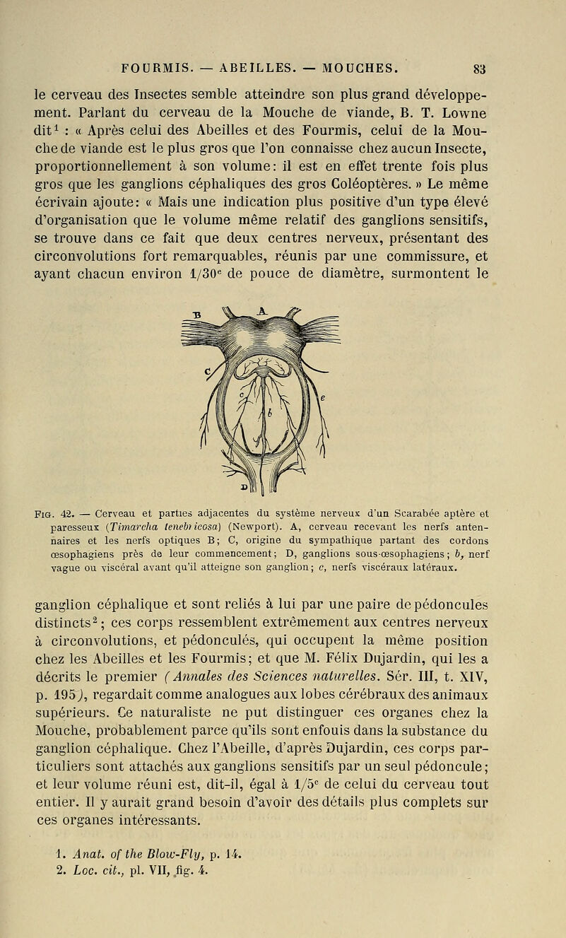 le cerveau des Insectes semble atteindre son plus grand développe- ment. Parlant du cerveau de la Mouche de viande, B. T. Lowne dit^ : « Après celui des Abeilles et des Fourmis, celui de la Mou- che de viande est le plus gros que l'on connaisse chez aucun Insecte, proportionnellement à son volume : il est en effet trente fois plus gros que les ganglions céphaliques des gros Coléoptères. » Le même écrivain ajoute: « Mais une indication plus positive d'un type élevé d'organisation que le volume même relatif des ganglions sensitifs, se trouve dans ce fait que deux centres nerveux, présentant des circonvolutions fort remarquables, réunis par une commissure, et ayant chacun environ l/30<= de pouce de diamètre, surmontent le FiG. 4-2. — Cerveau et parties adjacentes du système nerveux d'un Scarabée aptère et paresseux (Timarcha lenebricosa) (Newport). A, cerveau recevant les nerfs anten- naires et les nerfs optiques B; C, origine du sympathique partant des cordons œsophagiens près de leur commencement; D, ganglions sous-œsophagiens; &, nerf vague ou viscéral avant qu'il atteigne son ganglion; c, nerfs viscéraux latéraux. ganglion céphalique et sont reliés à lui par une paire de pédoncules distincts^; ces corps ressemblent extrêmement aux centres nerveux à circonvolutions, et pédoncules, qui occupent la même position chez les Abeilles et les Fourmis; et que M. Félix Dujardin, qui les a décrits le premier (Annales des Sciences naturelles. Sér. III, t. XIV, p. 195 j, regardait comme analogues aux lobes cérébraux des animaux supérieurs. Ce naturaliste ne put distinguer ces organes chez la Mouche, probablement parce qu'ils sont enfouis dans la substance du ganglion céphalique. Chez l'Abeille, d'après Dujardin, ces corps par- ticuliers sont attachés aux ganglions sensitifs par un seul pédoncule; et leur volume réuni est, dit-il, égal à 1/5 de celui du cerveau tout entier. Il y aurait grand besoin d'avoir des détails plus complets sur ces organes intéressants. 1. Anat. of the Blow-Fly, p. 14. 2. Loc. cit., pL VII, fig. 4.