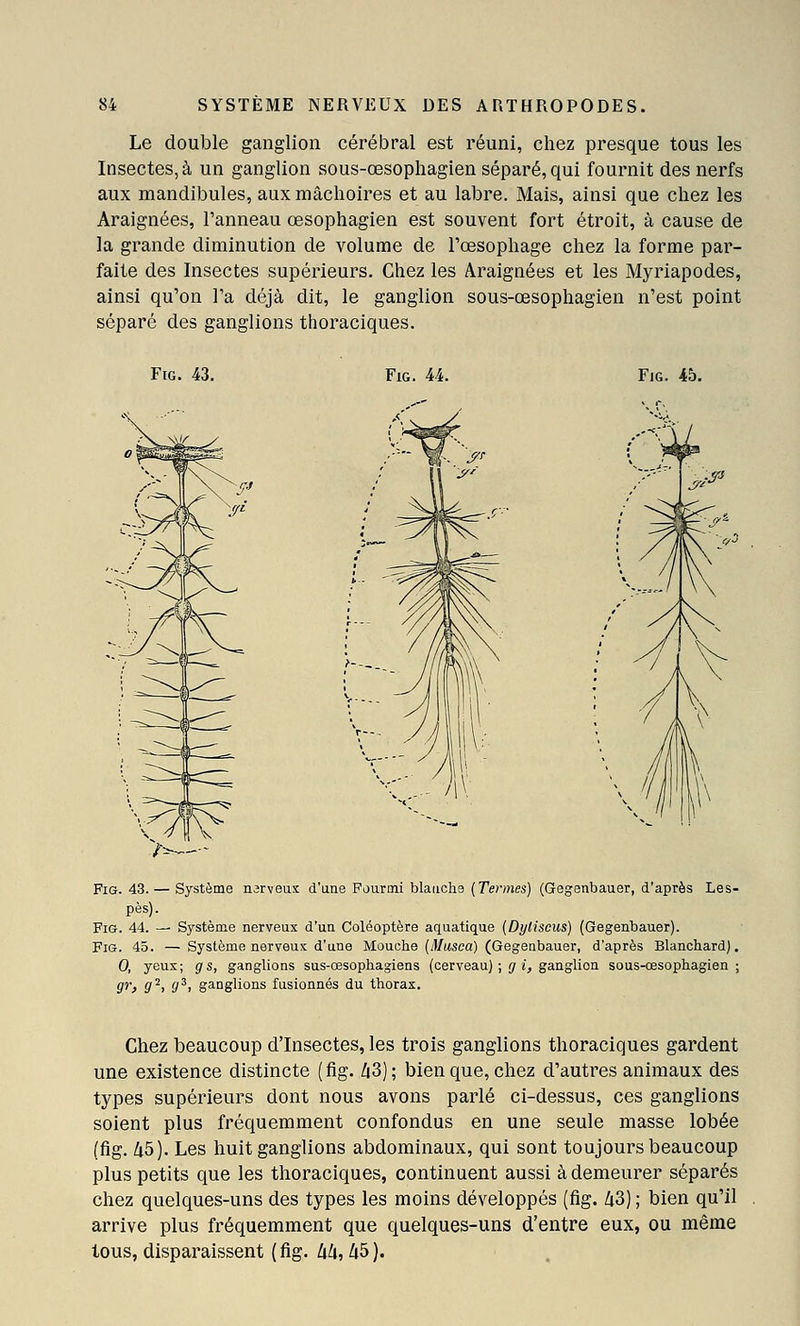 Le double ganglion cérébral est réuni, chez presque tous les Insectes, à un ganglion sous-œsophagien séparé, qui fournit des nerfs aux mandibules, aux mâchoires et au labre. Mais, ainsi que chez les Araignées, l'anneau œsophagien est souvent fort étroit, à cause de la grande diminution de volume de l'œsophage chez la forme par- faite des Insectes supérieurs. Chez les Araignées et les Myriapodes, ainsi qu'on l'a déjà dit, le ganglion sous-œsophagien n'est point séparé des ganglions thoraciques. FiG. 43. FiG. U. FiG. 45. FiG. 43. — Système narveux d'ane Fourmi blaiicha (Termes) (Gegenbauer, d'après Les- pès). FiG. 44. — Système nerveux d'un Coléoptère aquatique (Dytiscus) (Gegenbauer). Fia. 45. — Système nerveux d'une Mouche (i)/(tsea) (Gegenbauer, d'après Blanchard). 0, yeux; g s, ganglions sus-œsophagiens (cerveau) ; f/i, ganglion sous-œsophagien; gr, g^, g^, ganglions fusionnés du thorax. Chez beaucoup d'Insectes, les trois ganglions thoraciques gardent une existence distincte ( fig. Zi3) ; bien que, chez d'autres animaux des types supérieurs dont nous avons parlé ci-dessus, ces ganglions soient plus fréquemment confondus en une seule masse lobée (fig. 45). Les huit ganglions abdominaux, qui sont toujours beaucoup plus petits que les thoraciques, continuent aussi à demeurer séparés chez quelques-uns des types les moins développés (fig. Zi3) ; bien qu'il arrive plus fréquemment que quelques-uns d'entre eux, ou même tous, disparaissent (fig. Uh, h5).