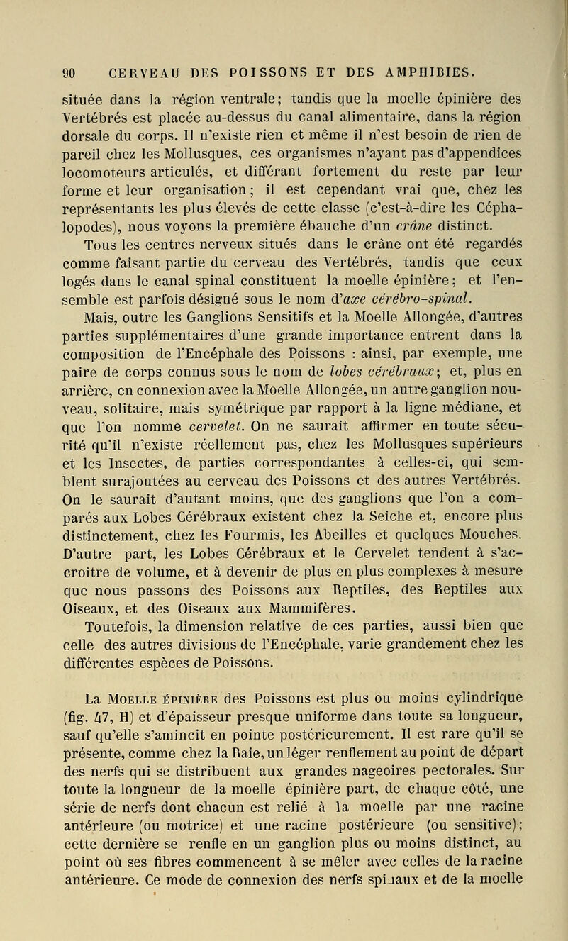 située dans la région ventrale; tandis que la moelle épinière des Vertébrés est placée au-dessus du canal alimentaire, dans la région dorsale du corps. Il n'existe rien et même il n'est besoin de rien de pareil chez les Mollusques, ces organismes n'ayant pas d'appendices locomoteurs articulés, et différant fortement du reste par leur forme et leur organisation ; il est cependant vrai que, chez les représentants les plus élevés de cette classe (c'est-à-dire les Cépha- lopodes), nous voyons la première ébauche d'un crâne distinct. Tous les centres nerveux situés dans le crâne ont été regardés comme faisant partie du cerveau des Vertébrés, tandis que ceux logés dans le canal spinal constituent la moelle épinière ; et l'en- semble est parfois désigné sous le nom d'axe cérébro-spinal. Mais, outre les Ganglions Sensitifs et la Moelle Allongée, d'autres parties supplémentaires d'une grande importance entrent dans la composition de l'Encéphale des Poissons : ainsi, par exemple, une paire de corps connus sous le nom de lobes cérébraux \ et, plus en arrière, en connexion avec la Moelle Allongée, un autre ganglion nou- veau, solitaire, mais symétrique par rapport à la ligne médiane, et que l'on nomme cervelet. On ne saurait affirmer en toute sécu- rité qu'il n'existe réellement pas, chez les Mollusques supérieurs et les Insectes, de parties correspondantes à celles-ci, qui sem- blent surajoutées au cerveau des Poissons et des autres Vertébrés. On le saurait d'autant moins, que des ganglions que l'on a com- parés aux Lobes Cérébraux existent chez la Seiche et, encore plus distinctement, chez les Fourmis, les Abeilles et quelques Mouches. D'autre part, les Lobes Cérébraux et le Cervelet tendent à s'ac- croître de volume, et à devenir de plus en plus complexes à mesure que nous passons des Poissons aux Reptiles, des Reptiles aux Oiseaux, et des Oiseaux aux Mammifères. Toutefois, la dimension relative de ces parties, aussi bien que celle des autres divisions de l'Encéphale, varie grandement chez les différentes espèces de Poissons. La Moelle épinière des Poissons est plus ou moins cylindrique (fig. hl. H) et d'épaisseur presque uniforme dans toute sa longueur, sauf qu'elle s'amincit en pointe postérieurement. Il est rare qu'il se présente, comme chez la Raie, un léger renflement au point de départ des nerfs qui se distribuent aux grandes nageoires pectorales. Sur toute la longueur de la moelle épinière part, de chaque côté, une série de nerfs dont chacun est relié à la moelle par une racine antérieure (ou motrice) et une racine postérieure (ou sensitive) ; cette dernière se renfle en un ganglion plus ou moins distinct, au point où ses fibres commencent à se mêler avec celles de la racine antérieure. Ce mode de connexion des nerfs spi.iaux et de la moelle
