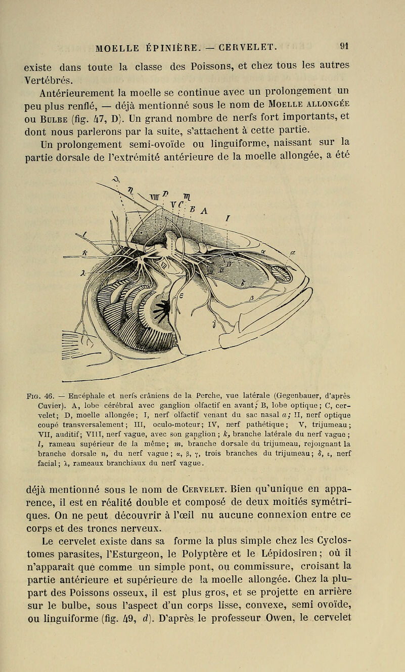 existe dans toute la classe des Poissons, et chez tous les autres Vertébrés. Antérieurement la moelle se continue avec un prolongement un peu plus renflé, — déjà mentionné sous le nom de Moelle allongée ou Bulbe (fig. Zt7, D). Un grand nombre de nerfs fort importants, et dont nous parlerons par la suite, s'attachent à cette partie. Un prolongement semi-ovoïde ou linguiforme, naissant sur la partie dorsale de l'extrémité antérieure de la moelle allongée, a été Fig. 46. — Encéphale et nerfs crâniens de la Perche, vue latérale (Gegenbauer, d'après Cuvier). A, lobe cérébral avec ganglion olfactif en avant; B, lobe optique ; C, cer- velet; D, moelle allongée; I, nerf olfactif venant du sac nasal a; II, nerf optique coupé transversalement; III, oculo-moteur; IV, nerf pathétique; V, trijumeau; VII, auditif; VHI, nerf vague, avec son ganglion ; k, branche latérale du nerf vague ; l, rameau supérieur de la même; m, branche dorsale du trijumeau, rejoignant la branche dorsale n, du nerf vague; a, p, y, trois branches du trijumeau; S, e, nerf facial; X, rameaux branchiaux du nerf vague. déjà mentionné sous le nom de Cervelet. Bien qu'unique en appa- rence, il est en réalité double et composé de deux moitiés symétri- ques. On ne peut découvrir à l'œil nu aucune connexion entre ce corps et des troncs nerveux. Le cervelet existe dans sa forme la plus simple chez les Cyclos- tomes parasites, l'Esturgeon, le Polyptère et le Lépidosiren ; où il n'apparaît que comme un simple pont, ou commissure, croisant la partie antérieure et supérieure de la moelle allongée. Chez la plu- part des Poissons osseux, il est plus gros, et se projette en arrière sur le bulbe, sous l'aspect d'un corps lisse, convexe, semi ovoïde, ou linguiforme (fig. Zi9, d). D'après le professeur Ov^^en, le cervelet