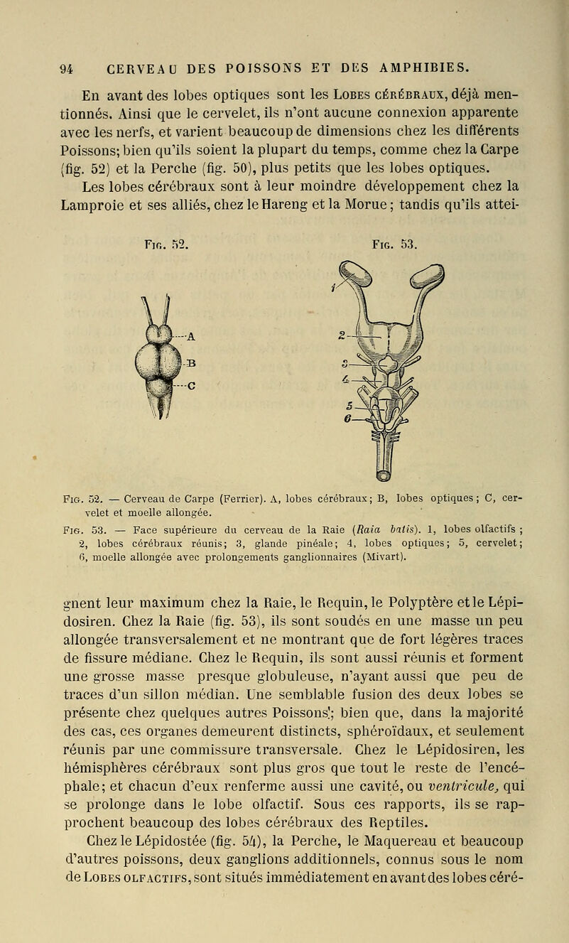 En avant des lobes optiques sont les Lobes cérébraux, déjà men- tionnés. Ainsi que le cervelet, ils n'ont aucune connexion apparente avec les nerfs, et varient beaucoup de dimensions chez les différents Poissons; bien qu'ils soient la plupart du temps, comme chez la Carpe (fig. 52) et la Perche (fig. 50), plus petits que les lobes optiques. Les lobes cérébraux sont à leur moindre développement chez la Lamproie et ses alliés, chez le Hareng et la Morue ; tandis qu'ils attei- Fio. m. Fig. 53. FiG. 52. — Cerveau de Carpe (Ferrier). A, lobes cérébraux; B, lobes optiques; C, cer- velet et moelle allongée. Fi&. 53. — Face supérieure du cerveau de la Raie (Raia bâtis). 1, lobes olfactifs ; •2, lobes cérébraux réunis; 3, glande pinéale; 4, lobes optiques; 5, cervelet; 0, moelle allongée avec prolongements ganglionnaires (Mivart). gnent leur maximum chez la Raie, le Requin, le Polyptère etleLépi- dosiren. Chez la Raie (fig. 53), ils sont soudés en une masse un peu allongée transversalement et ne montrant que de fort légères traces de fissure médiane. Chez le Requin, ils sont aussi réunis et forment une grosse masse presque globuleuse, n'ayant aussi que peu de traces d'un sillon médian. Une semblable fusion des deux lobes se présente chez quelques autres Poissons!; bien que, dans la majorité des cas, ces organes demeurent distincts, sphéroïdaux, et seulement réunis par une commissure transversale. Chez le Lépidosiren, les hémisphères cérébraux sont plus gros que tout le reste de l'encé- phale; et chacun d'eux renferme aussi une cavité, ou ventricule, qui se prolonge dans le lobe olfactif. Sous ces rapports, ils se rap- prochent beaucoup des lobes cérébraux des Reptiles. Chez le Lépidostée (fig. 54), la Perche, le Maquereau et beaucoup d'autres poissons, deux ganglions additionnels, connus sous le nom de Lobes olfactifs, sont situés immédiatement en avant des lobes céré-