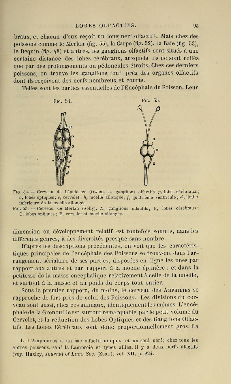 LOBES OLFACTIFS. 93 braux, et chacun d'eux reçoit un long nerf olfactif i. Mais chez des poissons comme le Merlan (fig. 55), la Carpe (fig. 52), la Raie (fig. 53), le Requin (fig. Zi8) et autres, les ganglions olfactifs sont situés à une certaine distance des lobes cérébraux, auxquels ils ne sont reliés que par des prolongements ou pédoncules étroits. Chez ces dez^niers poissons, on trouve les ganglions tout près des organes olfactifs dont ils reçoivent des nerfs nombreux et courts. Telles sont les parties essentielles de l'Encéphale du Poisson. Leur FiG. 54. Fi&. 54. — Cerveau de Lépidostée (Owen). n, ganglions olfactifs ; p, lobes cérébraux ; 0, lobes optiques; c, cervelet; h, moelle allongée; f, quatrième ventricule; d, limita inférieure de la moelle allongée. Fig. 55. — Cerveau de Merlan (SoUy). A, ganglions olfactifs; B, lobes cérébraux; C, lobes optiques ; E, cervelet et moelle allongée. dimension ou développement relatif est toutefois soumis, dans les différents genres, à des diversités presque sans nombre. D'après les descriptions précédentes, on voit que les caractéris- tiques principales de l'encéphale des Poissons se trouvent dans l'ar- rangement sérialaire de ses parties, disposées en ligne les unes par rapport aux autres et par rapport à la moelle épinière ; et dans la petitesse de la masse encéphalique relativement à celle de la moelle, et surtout à la masse et au poids du corps tout entier. Sous le premier rapport, du moins, le cerveau des Amphibies se rapproche de fort près de celui des Poissons. Les divisions du cer- veau sont aussi, chez ces animaux, identiquement les mêmes. L'encé- phale de la Grenouille est surtout remarquable parle petit volume du Cervelet,et la réduction des Lobes Optiques et des Ganglions Olfac- tifs. Les Lobes Cérébraux sont donc proportionnellement gros. La 1. L'Amphioxus a un sac olfactif unique, et un seul nerf; chez tous les autres poissons, sauf la Lamproie et types alliés, il y a deux nerfs olfactifs (voy. Huxley, Journal of Linn. Soc. (Zool.), vol. XII, p. 224.
