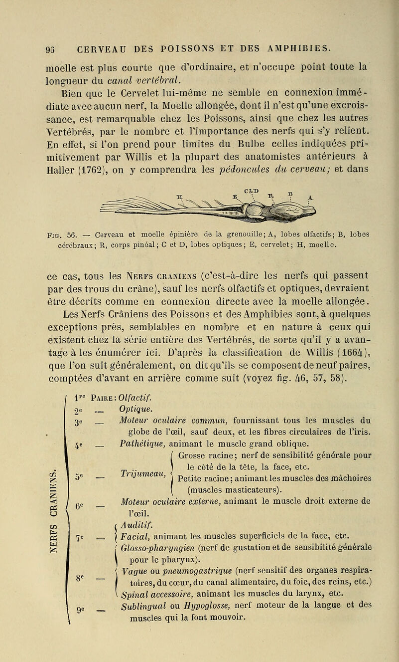 moelle est plus courte que d'ordinaire, et n'occupe point toute la longueur du canal vertébral. Bien que le Cervelet lui-même ne semble en connexion immé- diate avec aucun nerf, la Moelle allongée, dont il n'est qu'une excrois- sance, est remarquable chez les Poissons, ainsi que chez les autres Vertébrés, par le nombre et l'importance des nerfs qui s'y relient. En effet, si l'on prend pour limites du Bulbe celles indiquées pri- mitivement par Willis et la plupart des anatomistes antérieurs à Haller (1762), on y comprendra les pédoncules du cerveau; et dans FiG. 56. — Cerveau et moelle épinière de la grenouille; A, lobes olfactifs; B, lobes cérébraux; R, corps piaéal ; C et D, lobes optiques; E, cervelet; H, moelle. ce cas, tous les Nerfs crâniens (c'est-à-dire les nerfs qui passent par des trous du crâne), sauf les nerfs olfactifs et optiques, devraient être décrits comme en connexion directe avec la moelle allongée. Les Nerfs Crâniens des Poissons et des Amphibies sont, à quelques exceptions près, semblables en nombre et en nature à ceux qui existent chez la série entière des Vertébrés, de sorte qu'il y a avan- tage à les énumérer ici. D'après la classification de Willis (166Zi), que l'on suit généralement, on dit qu'ils se composent de neuf paires, comptées d'avant en arrière comme suit (voyez fig. Zi6, 57, 58). !'■ Pm^e: Olfactif. 2e Optique. 3e Moteur oculaire commun, fournissant tous les muscles du globe de l'œil, sauf deux, et les fibi-es circulaires de l'iris. 4e Pathétique, animant le muscle grand oblique. / Grosse racine ; nerf de sensibilité générale pour . ) ^® *^°^^ ^^ ^^ tête, la face, etc. 5c — »yM ' j Petite racine; animant les muscles des mâchoires ( (muscles masticateurs). <! / pg Moteur oculaire externe, animant le muscle droit externe de u \ l'œil. Auditif. ^ I 7e I Facial, animant les muscles superficiels de la face, etc. Glosso-pharyngieti (nerf de gustation et de sensibihté générale pour le pharynx). Vague ou pneumogastrique (nerf sensitif des organes respira- toires, du cœur, du canal alimentaire, du foie, des reins, etc.) Spinal accessoire, animant les muscles du larynx, etc. Sublingual ou Hypoglosse, nerf moteur de la langue et des muscles qui la font mouvoir.