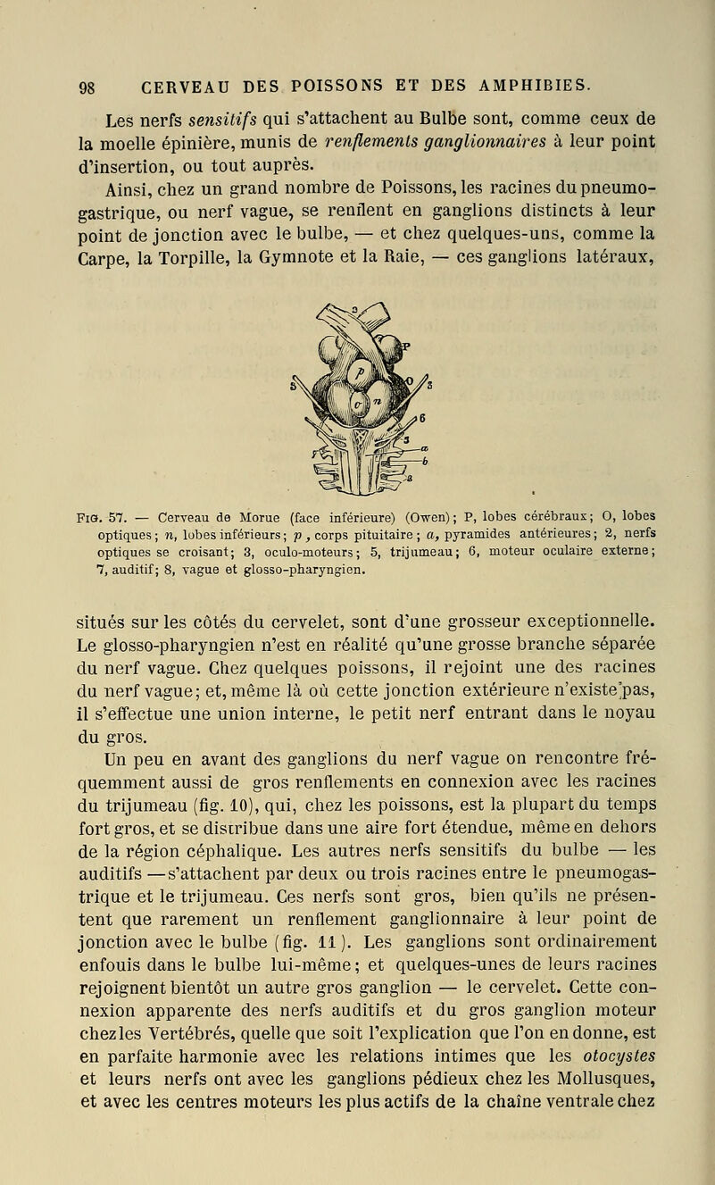 Les nerfs sensitifs qui s'attachent au Bulbe sont, comme ceux de la moelle épinière, munis de renflemenls ganglionnaires à leur point d'insertion, ou tout auprès. Ainsi, chez un grand nombre de Poissons, les racines du pneumo- gastrique, ou nerf vague, se renflent en ganglions distincts à leur point de jonction avec le bulbe, — et chez quelques-uns, comme la Carpe, la Torpille, la Gymnote et la Raie, — ces ganglions latéraux, Fia. 57. — Cerveau de Morue (face inférieure) (Owen) ; P, lobes cérébraux ; 0, lobes optiques ; n, lobes inférieurs ; p , corps pituitaire ; a, pyramides antérieures ; 2, nerfs optiques se croisant; 3, oculo-moteurs ; 5, trijumeau; 6, moteur oculaire externe; 1, auditif; 8, vague et glosso-pharyngien. situés sur les côtés du cervelet, sont d'une grosseur exceptionnelle. Le glosso-pharyngien n'est en réalité qu'une grosse branche séparée du nerf vague. Chez quelques poissons, il rejoint une des racines du nerf vague; et, même là où cette jonction extérieure n'existe'pas, il s'effectue une union interne, le petit nerf entrant dans le noyau du gros. Un peu en avant des ganglions du nerf vague on rencontre fré- quemment aussi de gros renflements en connexion avec les racines du trijumeau (fig. 10), qui, chez les poissons, est la plupart du temps fort gros, et se distribue dans une aire fort étendue, même en dehors de la région céphalique. Les autres nerfs sensitifs du bulbe — les auditifs —s'attachent par deux ou trois racines entre le pneumogas- trique et le trijumeau. Ces nerfs sont gros, bien qu'ils ne présen- tent que rarement un renflement ganglionnaire à leur point de jonction avec le bulbe (fig. 11). Les ganglions sont ordinairement enfouis dans le bulbe lui-même ; et quelques-unes de leurs racines rejoignent bientôt un autre gros ganglion — le cervelet. Cette con- nexion apparente des nerfs auditifs et du gros ganglion moteur chezles Vertébrés, quelle que soit l'explication que l'on en donne, est en parfaite harmonie avec les relations intimes que les otocystes et leurs nerfs ont avec les ganglions pédieux chez les Mollusques, et avec les centres moteurs les plus actifs de la chaîne ventrale chez