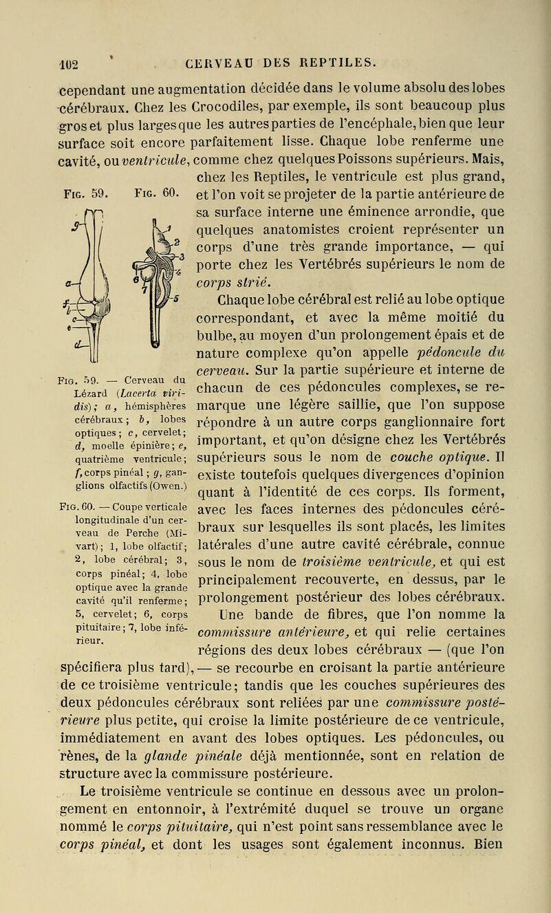 FiG. 59. FiG. 60. cependant une augmentation décidée dans le volume absolu des lobes -cérébraux. Chez les Crocodiles, par exemple, ils sont beaucoup plus gros et plus larges que les autres parties de Tencépliale, bien que leur surface soit encore parfaitement lisse. Chaque lobe renferme une cavité, ouveniricule, comme chez quelques Poissons supérieurs. Mais, chez les Reptiles, le ventricule est plus grand, et l'on voit se projeter de la partie antérieure de sa surface interne une éminence arrondie, que quelques anatomistes croient représenter un corps d'une très grande importance, — qui porte chez les Vertébrés supérieurs le nom de corps strié. Chaque lobe cérébral est relié au lobe optique correspondant, et avec la même moitié du bulbe, au moyen d'un prolongement épais et de nature complexe qu'on appelle pédoncule du cerveau. Sur la partie supérieure et interne de chacun de ces pédoncules complexes, se re- marque une légère saillie, que l'on suppose répondre à un autre corps ganglionnaire fort important, et qu'on désigne chez les Vertébrés supérieurs sous le nom de couche optique. Il existe toutefois quelques divergences d'opinion quant à l'identité de ces corps. Ils forment, FiG. 60. — Coupe verticale ^vec Ics facos internes des pédoncules céré- ongi u ma e un cer- |^j,^^^ g^^ lesquelles ils sout placés, Ics limites latérales d'une autre cavité cérébrale, connue sous le nom de troisième ventricule, et qui est principalement recouverte, en dessus, par le prolongement postérieur des lobes cérébraux. Une bande de fibres, que l'on nomme la commissure antérieure, et qui relie certaines régions des deux lobes cérébraux — (que l'on spécifiera plus tard),— se recourbe en croisant la partie antérieure de ce troisième ventricule; tandis que les couches supérieures des deux pédoncules cérébraux sont reliées par une commissure posté- rieure plus petite, qui croise la limite postérieure de ce ventricule, immédiatement en avant des lobes optiques. Les pédoncules, ou rênes, de la glande pinéale déjà mentionnée, sont en relation de structure avec la commissure postérieure. Le troisième ventricule se continue en dessous avec un prolon- gement en entonnoir, à l'extrémité duquel se trouve un organe nornmé le corps pituitaire, qui n'est point sans ressemblance avec le corps pinéal, et dont les usages sont également inconnus. Bien - Cerveau du (Lacerta viri- , hémisphères cérébraux; h, lobes optiques ; e, cervelet ; d, moelle épinière; e, quatrième ventricule ; /, corps pinéal ; g, gan- glions olfactifs (Owen.) veau de Perche (Mi- vart); 1, lobe olfactif; 2, lobe cérébral; 3, corps pinéal; 4, lobe optique avec la grande cavité qu'il renferme; 5, cervelet; 6, corps pituitaire ; 7, lobe infé- rieur.
