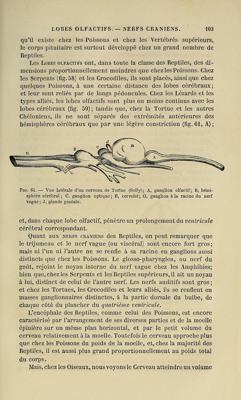 qu'il existe cliez les Poissons et chez les Vertébrés supérieurs, le corps pituitaire est surtout développé chez un grand nombre de Reptiles. Les Lobes olfactifs ont, dans toute la classe des Reptiles, des di- mensions proportionnellement moindres que chez les Poissons. Chez les Serpents (fig.58) et les Crocodiles, ils sont placés, ainsi que chez quelques Poissons, à une certaine distance des lobes cérébraux; et leur sont reliés par de longs pédoncules. Chez les Lézards et les types alliés, les lobes olfactifs sont plus ou moins continus avec les lobes cérébraux (fig. 59) ; tandis que, chez la Tortue et les autres Chéloniens, ils ne sont séparés des extrémités antérieures des hémisphères cérébraux que par une légère constriction (fig. 61, A) ; Fig. 61. — Vue latérale d'un cerveau de Tortue (Solly); A, ganglion olfactif; B, hémi- sphère cérébral; C. ganglion optique; E, cervelet; G, ganglion à la racine du nerf ■vague; J, glande pinéale. et, dans chaque lobe olfactif, pénètre un prolongement du ventricule cérébral correspondant. Quant aux nerfs crâniens des Reptiles, on peut remarquer que le trijumeau et le nerf vague (ou viscéral) sont encore fort gros; mais ni l'un ni l'autre ne se renfle à sa racine en ganglions aussi distincts que chez les Poissons. Le glosso-pharyngien, ou nerf du goût, rejoint le noyau interne du nerf vague chez les Amphibies; bien que, chez les Serpents et les'Reptiles supérieurs, il ait un noyau à lui, distinct de celui de l'autre nerf. Les nerfs auditifs sont gros ; et chez les Tortues, les Crocodiles et leurs alliés, ils se renflent en masses ganglionnaires distinctes, à la partie dorsale du bulbe, de chaque côté du plancher du quatrième ventricule. L'encéphale des Reptiles, comme celui des Poissons, est encore caractérisé par l'arrangement de ses diverses parties et de la moelle épinière sur un même plan horizontal, et par le petit volume du cerveau relativement à la moelle. Toutefois le cerveau approche plus que chez les Poissons du poids de la moelle, et, chez la majorité des Reptiles, il est aussi plus grand proportionnellement au poids total du corps. Mais, chez les Oiseaux, nous voyons le Cerveau atteindre un volume