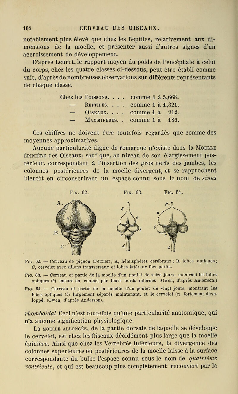 notablement plus élevé que chez les Reptiles, relativement aux di- mensions de la moelle, et présenter aussi d'autres signes d'un accroissement de développement. D'après Leuret, le rapport moyen du poids de l'encéphale à celui du corps, chez les quatre classes ci-dessous, peut être établi comme suit, d'après de nombreuses observations sur différents représentants de chaque classe. Chez les Poissons. . . — Reptiles. . . — Oiseaux. . . — Mammifères. comme 1 à 5,668. comme 1 à 1,321. comme 1 à 212. comme 1 à 186. Ces chiffres ne doivent être toutefois regardés que comme des moyennes approximatives. Aucune particularité digne de remarque n'existe dans la Moelle ÉPiNiÈRE des Oiseaux; sauf que, au niveau de son élargissement pos- térieur, correspondant à l'insertion des gros nerfs des jambes, les colonnes postérieures de la moelle divergent, et se rapprochent bientôt en circonscrivant un espace connu sous le nom de sinus FiG. C2. FiG. 62. — Cerveau de pigeon (Ferrier) ; A, hémisphères cérébraux; B, lobes optiques; C, cervelet avec sillons transversaux et lobes latéraux fort petits. FiG. 63. — Cerveau et partie de la moelle d'un poubt de seize jours, montrant les lobes optiques (&) encore en contact par leurs bords internes lOvren, d'après Andersen.) FiG. 64. — Cerveau et partie de la moelle d'un poulet de vingt jours, montrant les lobes optiques (6) largement séparés maintenant, et le cervelet (e) fortement déve- loppé. (Owen, d'après Andersen). r/iow6oïc^aL Ceci n'est toutefois qu'une particularité anatomique, qui n'a aucune signification physiologique. La moelle ALLONGÉE, de la partie dorsale de laquelle se développe le cervelet, est chez les Oiseaux décidément plus large que la moelle épinière. Ainsi que chez les Vertébrés inférieurs, la divergence des colonnes supérieures ou postérieures de la moelle laisse à la surface correspondante du bulbe l'espace connu sous le nom de quatrième ventricule, et qui est beaucoup plus complètement recouvert par la