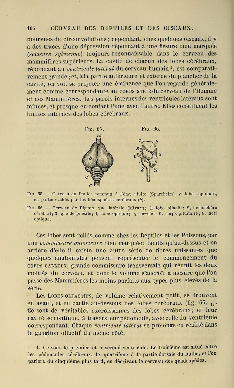pourvues de circonvolutions; cependant, chez quelques oiseaux,il y a des traces d'une dépression répondant à une fissure bien marquée {scissure sylvienne) toujours reconnaissable dans le cerveau des mammifères supérieurs. La cavité de chacun des lobes cérébraux, répondant au ventricule latéral du cerveau humain^, est comparati- vement grande ; et, à la partie antérieure et externe du plancher de la cavité, on voit se projeter une éminence que l'on regarde générale- ment comme correspondante au corps strié du cerveau de l'Homme et des Mammifères. Les parois internes des ventricules latéraux sont minces, et presque en contact l'une avec l'autre. Elles constituent les limites internes des lobes cérébraux. FiG. 65. — Cerveau du Poulut commun à l'état adulte (Spurzlieim) ; c, lobes optiques, en partie cachés par les hémisphères cérébraux (6). FiG. 66. —Cerveau de Pigeon, vue latérale (Mivart) ; 1, lobe olfactif; 2, hémisphère cérébral; 3, glande pinéale;4, lobe optique; 5, cervelet; 6, corps pituitaire ; 8, nerf optique. Ces lobes sont reliés, comme chez les Reptiles et les Poissons, par une cotmnissure antérieure bien marquée; tandis qu'au-dessus et en arrière d'elle il existe une autre série de fibres unissantes que quelques anatomistes pensent représenter le commencement du CORPS CALLEUX, grande commissure transversale qui réunit les deux moitiés du cerveau, et dont le volume s'accroît à mesure que l'on passe des Mammifères les moins parfaits aux types plus élevés de la série. Les Lobes olfactifs, de volume relativement petit, se trouvent en avant, et en partie au-dessous des lobes cérébraux (fig. 66, ^j. 'Ce sont de véritables excroissances des lobes cérébraux;' et leur cavité se continue, à travers leur pédoncule, avec celle du ventricule correspondant. Chaque ventricule latéral se prolonge en réalité dans le ganglion olfactif du même côté. 1. Ce sont le premier et le second ventricule. Le troisième est situé entre les pédoncules cérébraux, le quatrième à la partie dorsale du bulbe, et 1 on parlera du cinquième plus tard, en décrivant le cerveau des quadrupèdes.