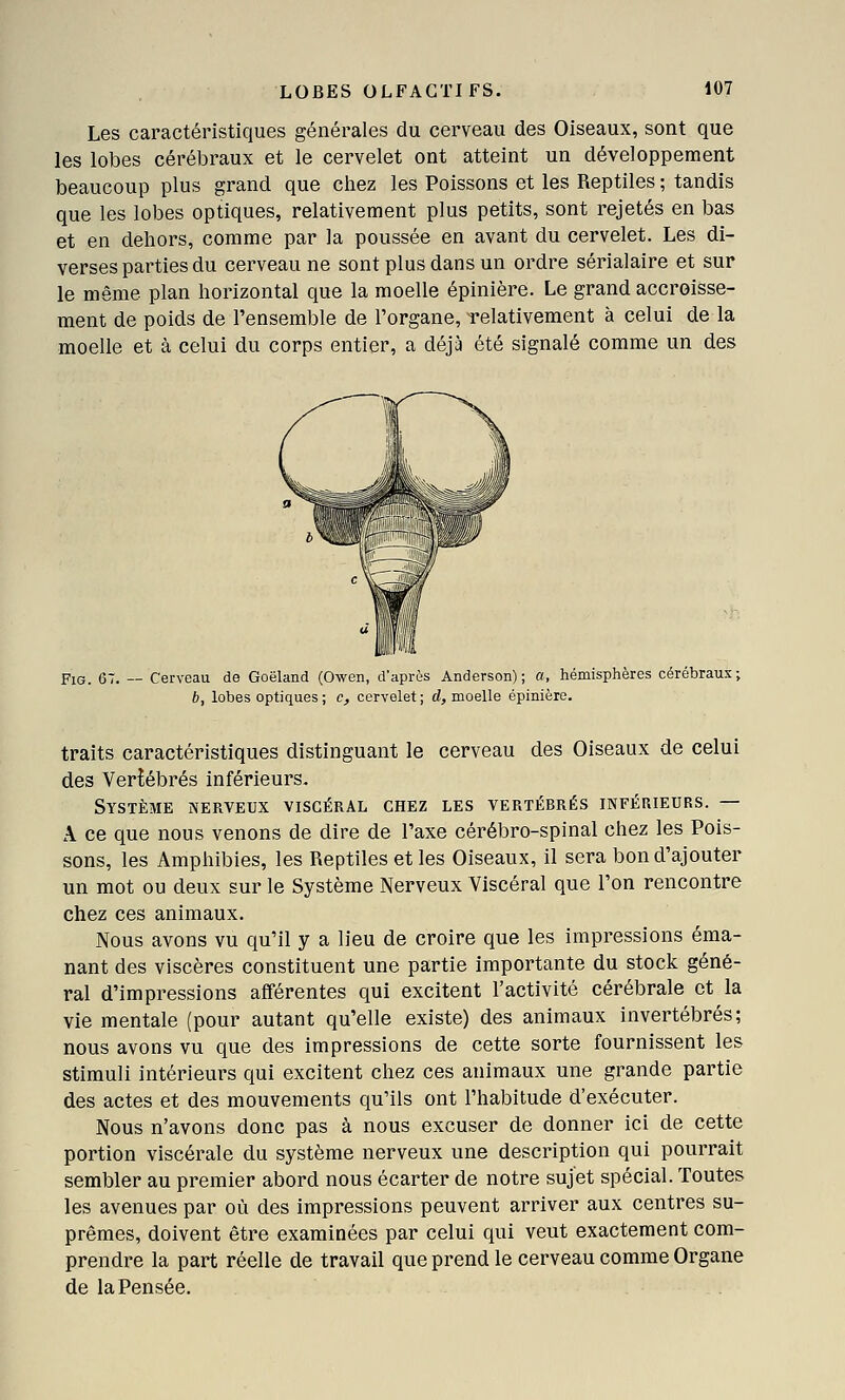 Les caractéristiques générales du cerveau des Oiseaux, sont que les lobes cérébraux et le cervelet ont atteint un développement beaucoup plus grand que chez les Poissons et les Reptiles ; tandis que les lobes optiques, relativement plus petits, sont rejetés en bas et en dehors, comme par la poussée en avant du cervelet. Les di- verses parties du cerveau ne sont plus dans un ordre sérialaire et sur le même plan horizontal que la moelle épinière. Le grand accroisse- ment de poids de l'ensemble de l'organe, relativement à celui de la moelle et à celui du corps entier, a déjà été signalé comme un des FiG. 67. ~ Cerveau de Goéland (Owen, d'après Anderson); a, hémisphères cérébraux; b, lobes optiques ; c, cervelet ; rf, moelle épinière, traits caractéristiques distinguant le cerveau des Oiseaux de celui des Vertébrés inférieurs. Système nerveux viscéral chez les vertébrés inférieurs. — A ce que nous venons de dire de l'axe cérébro-spinal chez les Pois- sons, les Amphibies, les Reptiles et les Oiseaux, il sera bon d'ajouter un mot ou deux sur le Système Nerveux Viscéral que l'on rencontre chez ces animaux. Nous avons vu qu'il y a lieu de croire que les impressions éma- nant des viscères constituent une partie importante du stock géné- ral d'impressions afférentes qui excitent l'activité cérébrale et la vie mentale (pour autant qu'elle existe) des animaux invertébrés; nous avons vu que des impressions de cette sorte fournissent les stimuli intérieurs qui excitent chez ces animaux une grande partie des actes et des mouvements qu'ils ont l'habitude d'exécuter. Nous n'avons donc pas à nous excuser de donner ici de cette portion viscérale du système nerveux une description qui pourrait sembler au premier abord nous écarter de notre sujet spécial. Toutes les avenues par où des impressions peuvent arriver aux centres su- prêmes, doivent être examinées par celui qui veut exactement com- prendre la part réelle de travail que prend le cerveau comme Organe de la Pensée.