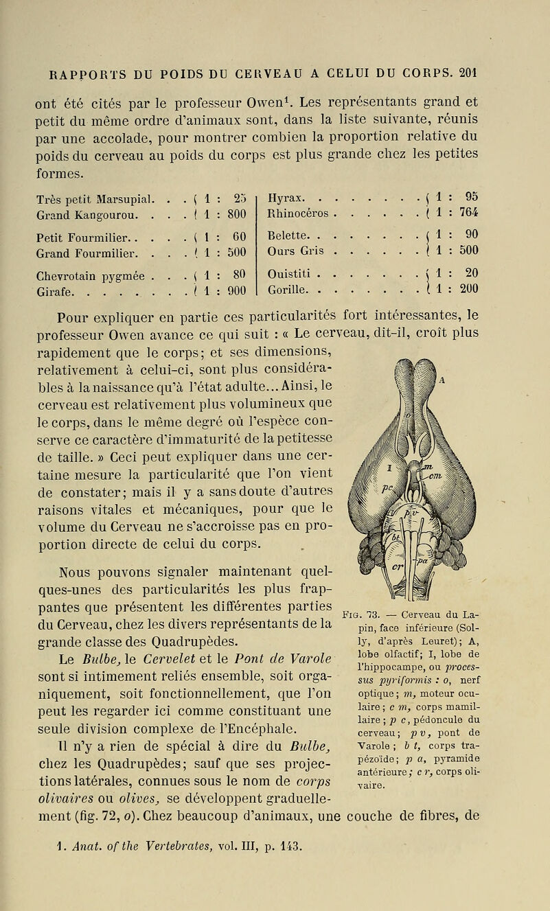 ont été cités par le professeur Owen^. Les représentants grand et petit du même ordre d'animaux sont, dans la liste suivante, réunis par une accolade, pour montrer combien la proportion relative du poids du cerveau au poids du corps est plus grande chez les petites formes. Très petit Marsupial Grand Kangourou. Petit Fourmilier.. Grand Fourmilier. Ciievrotain pygmée Girafe ( 1 25 ( 1 800 ( 1 60 ( 1 500 ( 1 80 / 1 900 Hyrax ( 1 : 95 Rhinocéros ( 1 : 764 Belette M : 90 Ours Gris | 1 : 500 Ouistiti Gorille. ! 1 : 20 1 1 : 200 Pour expliquer en partie ces particularités professeur Owen avance ce qui suit : « Le cerv rapidement que le corps; et ses dimensions, relativement à celui-ci, sont plus considéra- bles à la naissance qu'à l'état adulte... Ainsi, le cerveau est relativement plus volumineux que le corps, dans le même degré où l'espèce con- serve ce caractère d'immaturité de la petitesse de taille. » Ceci peut expliquer dans une cer- taine mesure la particularité que l'on vient de constater ; mais il y a sans doute d'autres raisons vitales et mécaniques, pour que le volume du Cerveau ne s'accroisse pas en pro- portion directe de celui du corps. Nous pouvons signaler maintenant quel- ques-unes des particularités les plus frap- pantes que présentent les différentes parties du Cerveau, chez les divers représentants de la grande classe des Quadrupèdes. Le Bulbe, le Cervelet et le Pont de Varole sont si intimement reliés ensemble, soit orga- niquement, soit fonctionnellement, que l'on peut les regarder ici comme constituant une seule division complexe de l'Encéphale. 11 n'y a rien de spécial à dire du Bulbe, chez les Quadrupèdes; sauf que ses projec- tions latérales, connues sous le nom de corps olivaires ou olives, se développent graduelle- ment (fig. 72, o). Chez beaucoup d'animaux, une fort intéressantes, le eau, dit-il, croît plus Fig. 73. — Cerveau du La- pin, face inférieure (Sol- ly, d'après Leuret); A, lobe olfactif; I, lobe de l'hippocampe, ou proces- sus pyrifoj'mis : o, nerf optique ; 7n, moteur ocu- laire ; e m, corps mamil- laire ; ^ c, pédoncule du cerveau; pv, pont de Varole ; b t, corps tra- pézoïde; p a, pyramide antérieure; e r, corps oli- vaire. couche de fibres, de 1. Anal, of the Vertebrates, vol. III, p. 143.