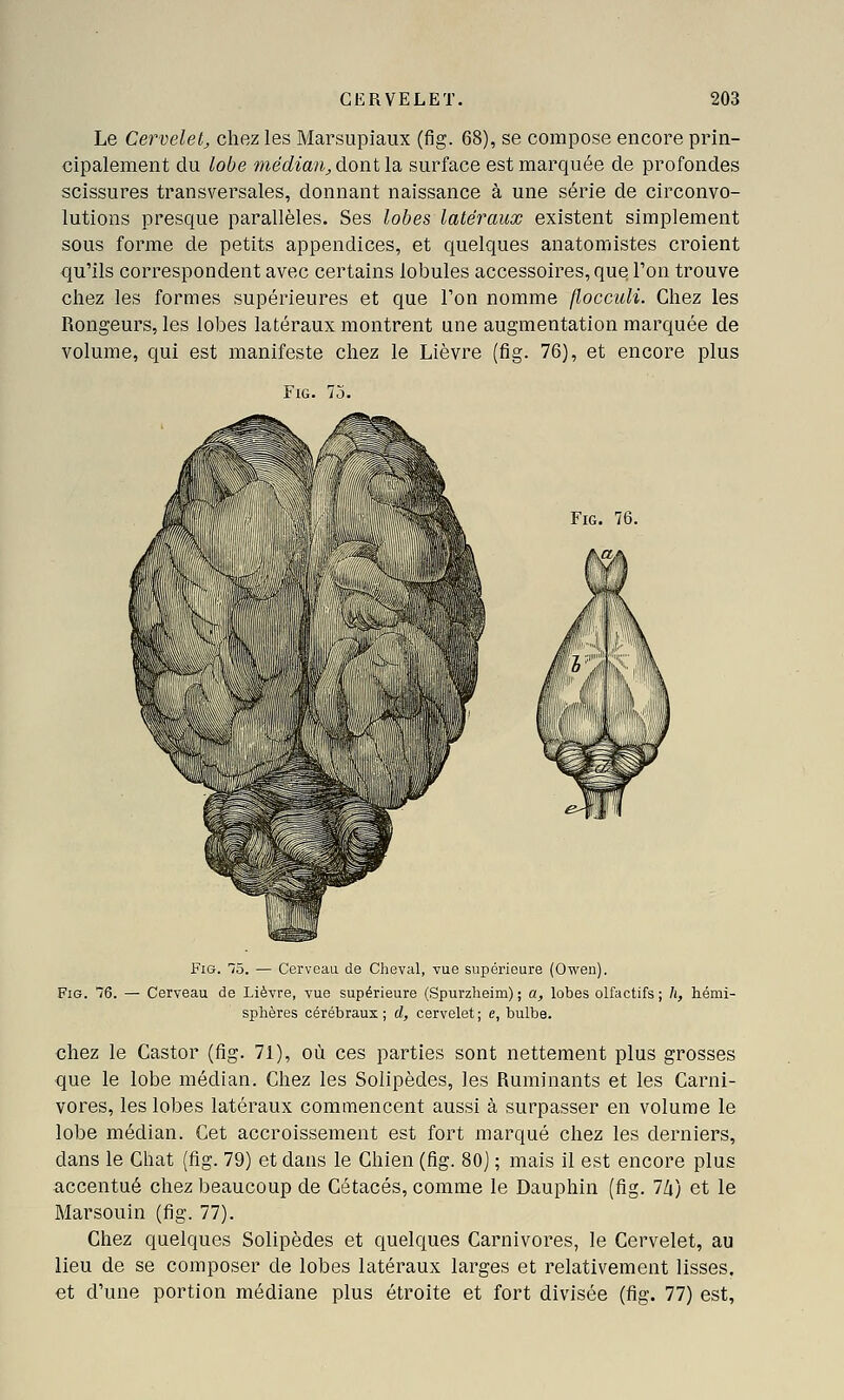 Le Cervelet, chez les Marsupiaux (fig. 68), se compose encore prin- cipalement du lobe médian, dont la surface est marquée de profondes scissures transversales, donnant naissance à une série de circonvo- lutions presque parallèles. Ses lobes latéraux existent simplement sous forme de petits appendices, et quelques anatomistes croient qu'ils correspondent avec certains lobules accessoires, quq Ton trouve chez les formes supérieures et que Ton nomme flocculi. Chez les Rongeurs, les lobes latéraux montrent une augmentation marquée de volume, qui est manifeste chez le Lièvre (fig. 76), et encore plus FiG. 75. Fig. 76. ijEtesi FiG. 75. — Cerveau de Cheval, vue supérieure (Owen). Fig. 76. — Cerveau de Lièvre, vue supérieure (Spurzheim) ; a, lobes olfactifs ; h, hémi- sphères cérébraux; d, cervelet; e, bulbe. chez le Castor (fig. 71), où ces parties sont nettement plus grosses que le lobe médian. Chez les Solipèdes, les Ruminants et les Carni- vores, les lobes latéraux commencent aussi à surpasser en volume le lobe médian. Cet accroissement est fort marqué chez les derniers, dans le Chat (fig. 79) et dans le Chien (fig. 80] ; mais il est encore plus accentué chez beaucoup de Cétacés, comme le Dauphin (fig. 7/j) et le Marsouin (fig. 77). Chez quelques Solipèdes et quelques Carnivores, le Cervelet, au lieu de se composer de lobes latéraux larges et relativement lisses, et d'une portion médiane plus étroite et fort divisée (fig. 77) est,