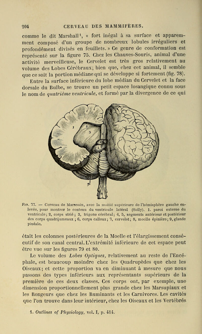 comme le dit Marshall S « fort inégal à sa surface et apparem- ment composé d'un groupe de nombreux lobules irréguliers et profondément divisés en feuillets. » Ce genre de conformation est représente sur la figure 75. Chez les Chauves-Souris, animal d'une activité merveilleuse, le Cervelet est très gros relativement au volume des Lobes Cérébraux; bien que, chez cet animal, il semble que ce soit la portion médiane qui se développe si fortement (fig. 78). Entre la surface inférieure du lobe médian du Cervelet et la face dorsale du Bulbe, se trouve un petit espace losangique connu sous le nom de quatrième ventricule, et formé par la divergence de ce qui Fia. 7. — Cerveau de Marsouin, avec la inuitié supérieure de l'iiémisphère gauche en- levée, pour montrer le contenu du ventricule latéral (Solly). 1. paroi externe du ventricule; 2, corps strié; 3, trigone cérébral; 4, 5, segments antérieur et postérieur des corps quadrijumeaux ; G, corps calleux; 7, cervelet; 8, moelle épinière; 9, glande pinéale. était les colonnes postérieures de la Moelle et l'élargissement consé- cutif de son canal central. L'extrémité inférieure de cet espace peut être vue sur les figures 79 et 80. Le volume des Lobes Optiques, relativement au reste de l'Encé- phale, est beaucoup moindre chez les Quadrupèdes que chez les Oiseaux; et cette proportion va en diminuant à mesure que nous passons des types inférieurs aux représentants supérieurs de la première de ces deux classes. Ces corps ont, par exemple, une dimension proportionnellement plus grande chez les Marsupiaux et les Rongeurs que chez les Ruminants et les Carnivores. Les cavités que l'on trouve dans leur intérieur, chez les Oiseaux et les Vertébrés 1. Outlines of Physiology, vol. I, p. 414.