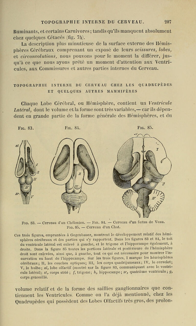 Ruminants, et certains Carnivores ; tandis qu'ils manquent absolument chez quelques Cétacés (fig. 7/i). La description plus minutieuse de la surface externe des Hémis- phères Cérébraux comprenant un exposé de leurs scissures, lobes, et circonvolutions,.nous pouvons pour le moment la différer, jus- qu'à ce que nous ayons prêté un moment d'attention aux Ventri- cules, aux Commissures et autres parties internes du Cerveau. TOPOGRAPHIE INTERNE DU CERVEAU CHEZ LES QUADRUPÈDES ET QUELQUES AUTRES MAMMIFÈRES Chaque Lobe Cérébral, ou Hémisphère, contient un Ventricule Latéral, dont le volume et la forme sont très variables,— car ils dépen- dent en grande partie de la forme générale des Hémisphères, et du Fig. 83. Fig. 84. Fis. 83. — Cerveau d'un Chélonien. — Fig. 84. — Cerveau d'un fœtus de Veau. Fig. 85. — Cerveau d'un Chat. Ces trois figures, empruntées à Gegenbauer, montrent le développement relatif des hémi- sphères cérébraux et des parties qui s'y rapportent. Dans les figures 83 et 84, le toit du ventricule latéral est enlevé à gauche, et le trigone et l'hippocampe également, à droite. Dans la figure 85 toutes les portions latérale et postérieure de l'hémisphère droit sont enlevées, ainsi que, à gauche, tout ce qui est nécessaire pour montrer l'in- ourvation en haut de l'hippocampe. Sur les trois figures, I marque les hémisphères cérébraux; II, les couches optiques; III, les corps quadrijumeaux; IV, le cervelet; V, le bulbe; ol, lobe olfactif (montré sur la figure 83, communiquant avec le ventri- cule latéral); si, corps strié ; f, trigone; h, hippocampe; sr, quatrième ventricule; g, corps genouillé. volume relatif et de la forme des saillies ganglionnaires que con- tiennent les Ventricules. Comme on l'a déjà mentionné, chez les Quadrupèdes qui possèdent des Lobes Olfactifs très gros, des prolon-