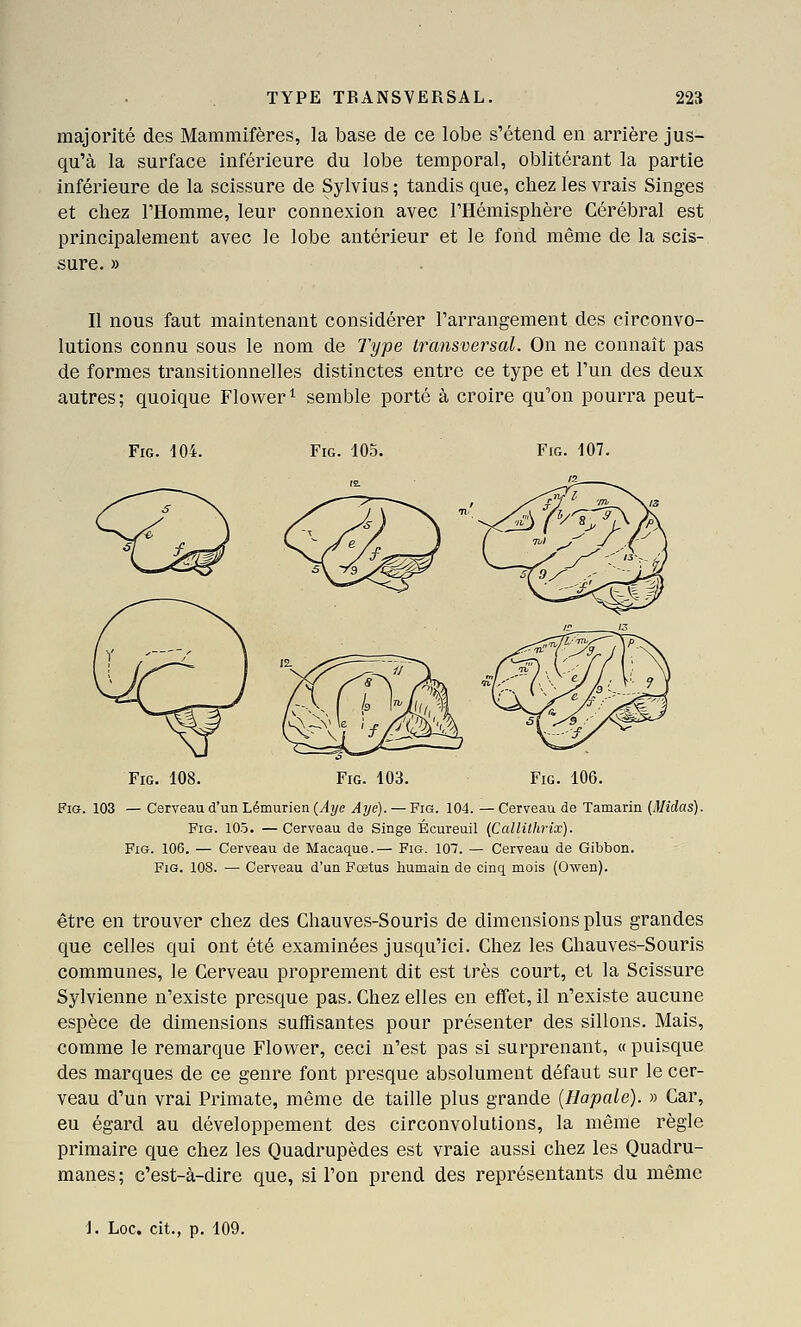 majorité des Mammifères, la base de ce lobe s'étend en arrière jus- qu'à la surface inférieure du lobe temporal, oblitérant la partie inférieure de la scissure de Sylvius ; tandis que, chez les vrais Singes et chez l'Homme, leur connexion avec l'Hémisphère Cérébral est principalement avec le lobe antérieur et le fond même de la scis- sure. » Il nous faut maintenant considérer l'arrangement des circonvo- lutions connu sous le nom de Type transversal. On ne connaît pas de formes transitionnelles distinctes entre ce type et l'un des deux autres; quoique Flower^ semble porté à croire qu'on pourra peut- FiG. 104. FiG. 105. FiG. 107. FiG. 106. FiG. 103 — Cerveau d'un Lémurien {Aye Aye). — Fig. 104. — Cerveau de Tamarin (Miclas). FiG. 105. —Cerveau de Singe Écureuil (Callithrix). Fig. 106. — Cerveau de Macaque.— Fig. 107. — Cerveau de Gibbon. FiG. 108. — Cerveau d'un Fœtus humain de cinq mois (Owen). être en trouver chez des Chauves-Souris de dimensions plus grandes que celles qui ont été examinées jusqu'ici. Chez les Chauves-Souris communes, le Cerveau proprement dit est très court, et la Scissure Sylvienne n'existe presque pas. Chez elles en effet, il n'existe aucune espèce de dimensions suffisantes pour présenter des sillons. Mais, comme le remarque Flower, ceci n'est pas si surprenant, « puisque des marques de ce genre font presque absolument défaut sur le cer- veau d'un vrai Primate, même de taille plus grande [Hapale). » Car, eu égard au développement des circonvolutions, la même règle primaire que chez les Quadrupèdes est vraie aussi chez les Quadru- manes; c'est-à-dire que, si l'on prend des représentants du même 1. Loc. cit., p. 109.