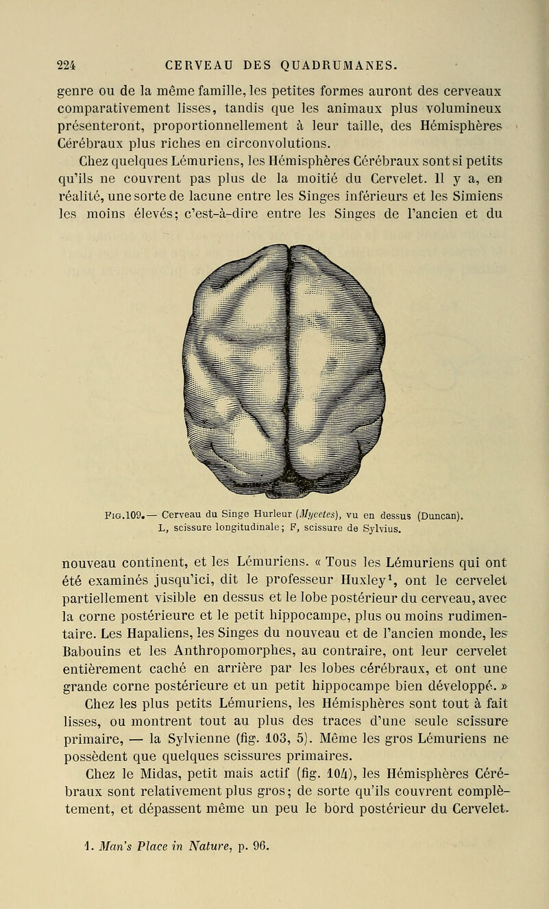 genre ou de la même famille, les petites formes auront des cerveaux comparativement lisses, tandis que les animaux plus volumineux présenteront, proportionnellement à leur taille, des Hémisphères Cérébraux plus riches en circonvolutions. Chez quelques Lémuriens, les Hémisphères Cérébraux sont si petits qu'ils ne couvrent pas plus de la moitié du Cervelet. 11 y a, en réalité, une sorte de lacune entre les Singes inférieurs et les Simiens les moins élevés; c'est-à-dire entre les Singes de l'ancien et du FiG.109.— Cerveau du Singe Hurleur (Mycetes), vu en dessus (Duncan), L, scissure longitudinale ; F, scissure de Sylvius. nouveau continent, et les Lémuriens. « Tous les Lémuriens qui ont été examinés jusqu'ici, dit le professeur Huxley^ ont le cervelet partiellement visible en dessus et le lobe postérieur du cerveau, avec la corne postérieure et le petit hippocampe, plus ou moins rudimen- taire. Les Hapaliens, les Singes du nouveau et de l'ancien monde, les Babouins et les Anthropomorphes, au contraire, ont leur cervelet entièrement caché en arrière par les lobes cérébraux, et ont une grande corne postérieure et un petit hippocampe bien développé. » Chez les plus petits Lémuriens, les Hémisphères sont tout à fait lisses, ou montrent tout au plus des traces d'une seule scissure primaire, — la Sylvienne (fig. 103, 5). Même les gros Lémuriens ne possèdent que quelques scissures primaires. Chez le Midas, petit mais actif (fig. lOZi), les Hémisphères Céré- braux sont relativement plus gros ; de sorte qu'ils couvrent complè- tement, et dépassent même un peu le bord postérieur du Cervelet. \. Mans Place in Nature, p. 96.