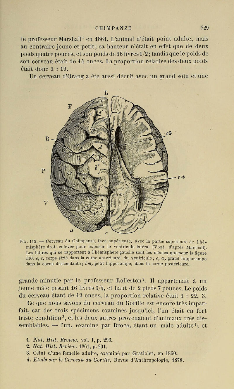 le professeur Marshall' en 1861. L'animal n'était point adulte, mais au contraire jeune et petit; sa hauteur n'était en effet que de deux pieds quatre pouces, et son poids de 16 livres 1/2 ; tandis que le poids de son cerveau était de l/i onces. La proportion relative des deux poids était donc 1 : 19. Un cerveau d'Orans: a été aussi décrit avec un a-rand soin et une FiG. 115. — Cerveau du Chimpanzé, faca supérieure, avec la partie supérieure de l'hé- misphère droit enlevée pour exposer le ventricule latéral (Vogt, d'après Marshall). Les lettres qui se rapportent à l'hémisphère gauche sont les mêmes que pour la figure 110. c, s, corps strié dans la corne antérieure du ventricule; c, a, grand hippocampe dans la corne descendante; hm, petit hippocampe, dans la corne postérieure. grande minutie par le professeur Rolleston^. Il appartenait à un jeune mâle pesant 16 livres 3//i, et haut de 2 pieds 7 pouces. Le poids du cerveau étant de 12 onces, la proportion relative était 1 : 22, 3. Ce que nous savons du cerveau du Gorille est encore très impar- fait, car des trois spécimens examinés jusqu'ici, l'un était en fort triste condition^, et les deux autres provenaient d'animaux très dis- semblables, — l'un, examiné par Broca, étant un mâle adulte^; et 1. Nat. Hist. Review, vol. I, p. 296. 2. Nat. Hist. Beview. 1861, p. 201. 3. Celui d'une femelle adulte, examiné par Gratiolet, en 1860. 4. Etude sur le Cerveau du Gorille, Revue d'Anthropologie, 1878,