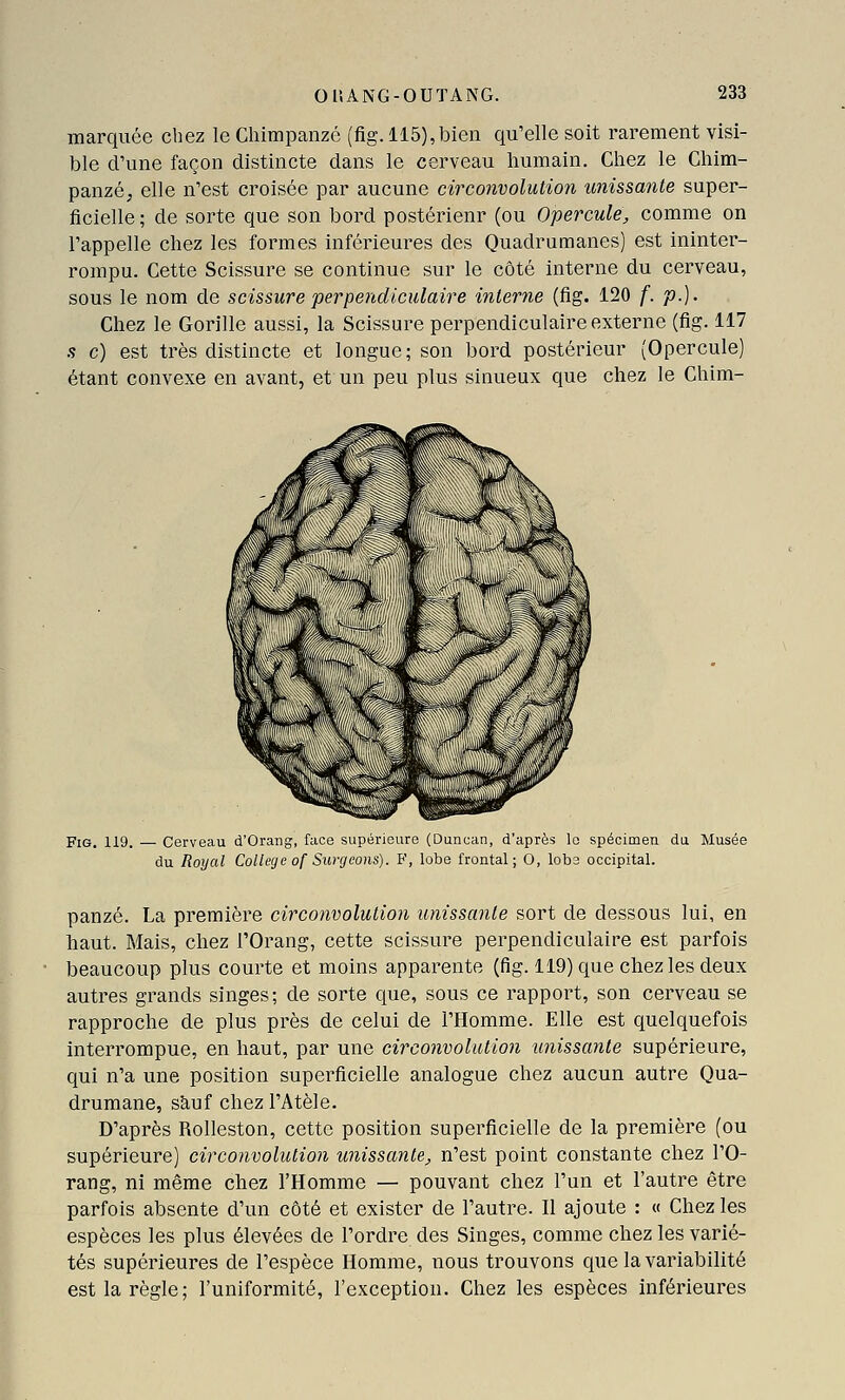 marquée chez le Chimpanzé (fig. 115),bien qu'elle soit rarement visi- ble d'une façon distincte dans le cerveau humain. Chez le Chim- panzé, elle n'est croisée par aucune circonvolution unissante super- ficielle ; de sorte que son bord postérieur (ou Opercule, comme on l'appelle chez les formes inférieures des Quadrumanes) est ininter- rompu. Cette Scissure se continue sur le côté interne du cerveau, sous le nom de scissure perpendiculaire interne (fig. 120 f. p.). Chez le Gorille aussi, la Scissure perpendiculaire externe (fig. 117 s c) est très distincte et longue; son bord postérieur (Opercule) étant convexe en avant, et un peu plus sinueux que chez le Chim- - Cerveau d'Orang, face supérieure (Duncan, d'après le spécimen du Musée du Royal Collège of Surgeons). F, lobe frontal; O, lobe occipital. panzé. La première circojwolution unissante sort de dessous lui, en haut. Mais, chez l'Orang, cette scissure perpendiculaire est parfois beaucoup plus courte et moins apparente (fig. 119) que chez les deux autres grands singes; de sorte que, sous ce rapport, son cerveau se rapproche de plus près de celui de l'Homme. Elle est quelquefois interrompue, en haut, par une circonvolution unissante supérieure, qui n'a une position superficielle analogue chez aucun autre Qua- drumane, sauf chez l'Atèle. D'après Rolleston, cette position superficielle de la première (ou supérieure) circonvolution unissante, n'est point constante chez l'O- rang, ni même chez l'Homme — pouvant chez l'un et l'autre être parfois absente d'un côté et exister de l'autre. Il ajoute : « Chez les espèces les plus élevées de l'ordre des Singes, comme chez les varié- tés supérieures de l'espèce Homme, nous trouvons que la variabilité est la règle; l'uniformité, l'exception. Chez les espèces inférieures