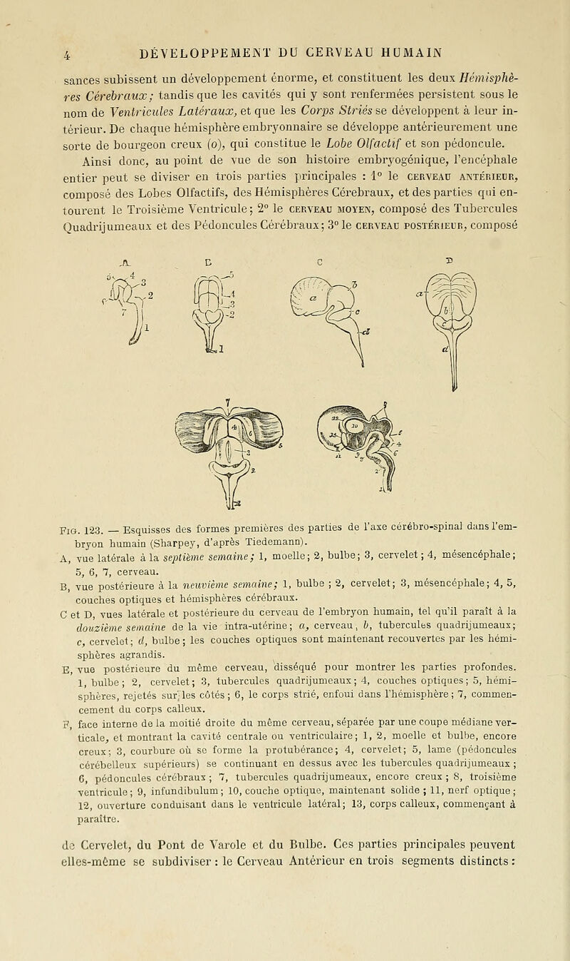 sances subissent un développement énorme, et constituent les deux Hémisphè- res Cérébraux; tandis que les cavités qui y sont renfermées persistent sous le nom de Ventricules Latéraux, et que les Corps Striés se développent à leur in- térieur. De chaque hémisphère embryonnaire se développe antérieurement une sorte de bourgeon creux (o), qui constitue le Lobe Olfactif et son pédoncule. Ainsi donc, au point de vue de son histoire embryogénique, l'encéphale entier peut se diviser en trois parties principales : 1° le cerveau antérieur, composé des Lobes Olfactifs, des Hémisphères Cérebi^aux, et des parties qui en- tourent le Troisième Ventricule ; 2° le cerveau moyen, composé des Tubercules Quadrijumeaux et des Pédoncules Cérébraux; 3° le cerveau postérieur, composé f'A^^l PiQ. 123. Esquisses des formes premières des parties de l'axe côrébro-spina] dans l'em- bryon humain (Sharpey, d'après Tiedemann). A, vue latérale à la septième semaine; 1, moelle; 2, bulbe; 3, cervelet ; 4, mésencéphale; 5, 6, 7, cerveau. B, vue postérieure à la neuvième semaine; 1, bulbe ; 2, cervelet; 3, mésencéphale; 4, 5, couches optiques et hémisphères cérébraux. C et D, vues latérale et postérieure du cerveau de l'embryon humain, tel qu'il paraît à la douzième semaine de la vie intra-utérine; a, cerveau, b, tuberculfes quadrijumeaux; c cervelet- d bulbe; les couches optiques sont maintenant recouvertes par les hémi- sphères agrandis. E vue postérieure du même cerveau, disséqué pour montrer les parties profondes. 1, bulbe; 2, cervelet; 3, tubercules quadrijumeaux; 4, couches optiques; 5, hémi- sphères, rejetés survies côtés; 6, le corps strié, enfoui dans l'hémisphère; 7, commen- cement du corps calleux. F, face interne de la moitié droite du même cerveau, séparée par une coupe médiane ver- ticale, et montrant la cavité centrale ou ventriculaire ; 1, 2, moelle et bulbe, encore creux; 3, courbure où se forme la protubérance; 4, cervelet; 5, lame (pédoncules cérébelleux supérieurs) se continuant en dessus avec les tubercules quadrijumeaux ; 6, pédoncules cérébraux; 7, tubercules quadrijumeaux, encore creux; 8, troisième ventricule; 9, infundibulum ; 10, couche optique, maintenant solide; 11, nerf optique; 12, ouverture conduisant dans le ventricule latéral; 13, corps calleux, commençant à paraître. de Cervelet, du Pont de Varole et du Bulbe. Ces parties principales peuvent elles-môme se subdiviser : le Cerveau Antérieur en trois segments distincts :