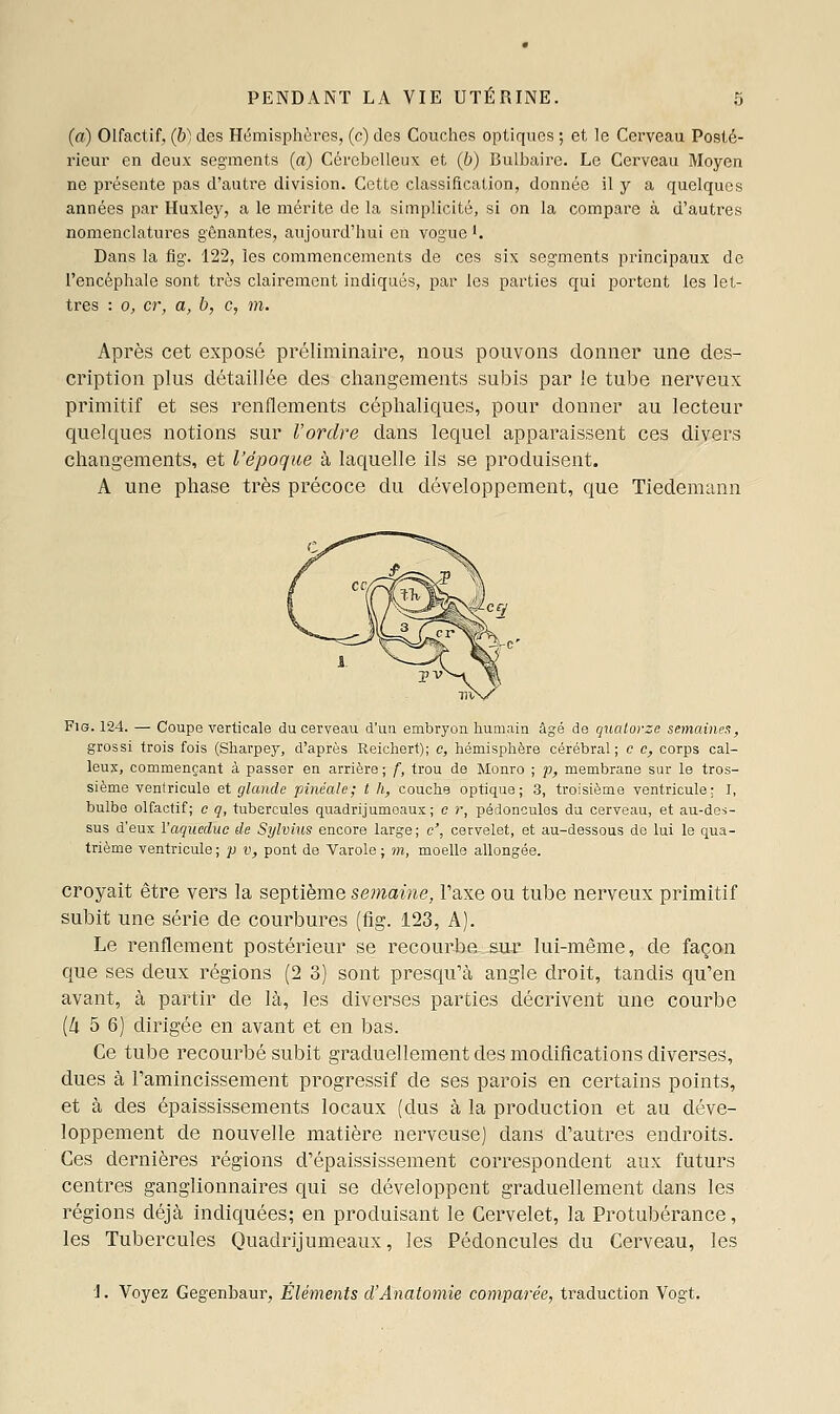 (a) Olfactif, (b) des Hémisphères, (c) des Couches optiques ; et le Cerveau Posté- rieur en deux segments (a) Cérébelleux et (b) Bulbaire. Le Cerveau Moyen ne présente pas d'autre division. Cette classification, donnée il y a quelques années par Huxley, a le mérite de la simplicité, si on la compare à d'autres nomenclatures gênantes, aujourd'hui en vogue •• Dans la fig. 122, les commencements de ces six segments principaux de l'encéphale sont très clairement indiqués, par les parties qui portent les let- tres : 0, cr, a, b, c, m. Après cet exposé préliminaire, nous pouvons donner une des- cription plus détaillée des changements subis par le tube nerveux primitif et ses renflements céphaliques, pour donner au lecteur quelques notions sur l'ordre dans lequel apparaissent ces divers changements, et l'époque à laquelle ils se produisent. A une phase très précoce du développement, que Tiedemann Fis. 124. — Coupe verticale du cerveau d'un embryon humain âgé de quatorze semainea, grossi trois fois (Sliarpej', d'après Reichert); c, hémisphère cérébral; c c, corps cal- leux, commençant à passer en arrière ; f, trou de Monro ; p, membrane sur le tros- sième ventricule et glande pinéale; t h, couche optique; 3, troisième ventricule; I, bulbe olfactif; c q, tubercules quadrijumoaux; c r, pédoncules du cerveau, et au-de-i- sus d'eux l'aqueduc de Sylvius encore large; c', cervelet, et au-dessous de lui le qua- trième ventricule; p v, pont de Varole ; »n, moelle allongée. croyait être vers la septième semaine, l'axe ou tube nerveux primitif subit une série de courbures (fig. 123, A). Le renflement postérieur se recourbe--Sur lui-même, de façon que ses deux régions (2 3) sont presqu'à angle droit, tandis qu'en avant, à partir de là, les diverses parties décrivent une courbe [k 5 6) dirigée en avant et en bas. Ce tube recourbé subit graduellement des modifications diverses, dues à l'amincissement progressif de ses parois en certains points, et à des épaississements locaux (dus à la production et au déve- loppement de nouvelle matière nerveuse) dans d'autres endroits. Ces dernières régions d'épaississement correspondent aux futurs centres ganglionnaires qui se développent graduellement dans les régions déjà indiquées; en produisant le Cervelet, la Protubérance, les Tubercules Quadrijumeaux, les Pédoncules du Cerveau, les ']. Voyez Gegenbaur, Éléments d'Anatomie comparée, traduction Vogt.