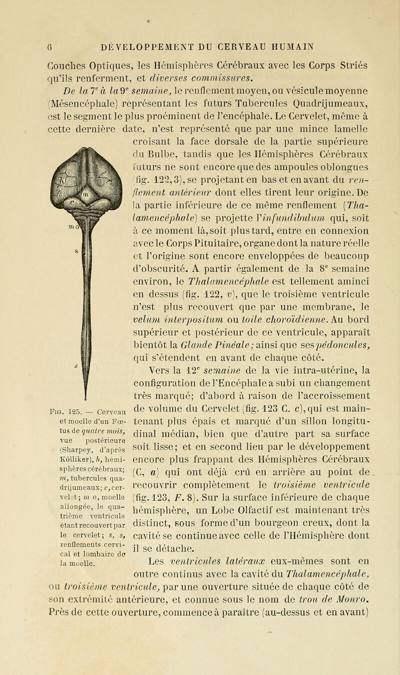 Couches Optiques, les Hémisphères Cérébraux avec les Corps Striés qu'ils renferment, et diverses commissures. De la T a la9^ semaine, le renflement moyen, ou vésicule moyenne (Mésencéphale) représentant les futurs Tubercules Quadrijumeaux, est le segment le plus proéminent de l'encéphale. Le Cervelet, même à cette dernière date, n'est représenté que par une mince lamelle croisant la face dorsale de la partie supérieure du Bulbe, tandis que les Hémisphères Cérébraux luturs ne sont encore que des ampoules oblongues fig. 122,3), se projetant en bas et en avant du ren- flement antérieur dont elles tirent leur origine. De la partie inférieure de ce même renflement [Tha- lam.encéphale) se projette Vinfundibidum qui, soit à ce moment là, soit plus tard, entre en connexion avec le Corps Pituitaire, organe dont la nature réelle et l'origine sont encore enveloppées de beaucoup d'obscurité. A partir également de la 8 semaine environ, le Thalamencéphale est tellement aminci en dessus (fig. 122, «), que le troisième ventricule n'est plus recouvert que par une membrane, le vélum interpositum ou toile choroïdiemie. An bord supérieur et postérieur de ce ventricule, apparaît bientôt la Glande Pinéale; ainsi que se&pédonctdes^ qui s'étendent en avant de chaque côté. Vers la 12 semaine de la vie intra-utérine, la configuration de l'Encéphale a subi un changement très marqué; d'abord à raison de l'accroissement de volume du Cervelet (fig. 123 C. c),qui est main- tenant plus épais et marqué d'un sillon longitu- dinal médian, bien que d'autre part sa surface soit lisse; et en second lieu par le développement encore plus frappant des Hémisphères Cérébraux (C, a] qui ont déjà crû en arrière au point de. recouvrir complètement le troisième ve?itricide (fig. 123, F. 8). Sur la surface inférieure de chaque allongée, le qua- i^éuiisphère, uu Lobc Olfactif est maintenant très trieme -venincule '■ étant recouvert par distinct, SOUS forme d'un bourgcou creux, dont la cavité se continue avec celle de l'Hémisphère dont il se détache. Les ventricules latéraux eux-mêmes sont en outre continus avec la cavité du Thalamencéphale, ou troisième ventricule, par une ouverture située de chaque côté de son extrémité antérieure, et connue sous le nom de trou de Monro. Près de cette ouverture, commence à paraître (au-dessus et en avant) Fig. 125. — Cerveau et moelle d'un Fœ- tus de quatre mois, vue postérieure (Sharpey, d'après Kôlliker). h, hémi- sphères cérébraux; m, tubercules qua- drijumeaux; e^ cer- velet ; m 0, moelle le cervelet; s, s, renflements cervi- cal et lombaire ds la moelle.