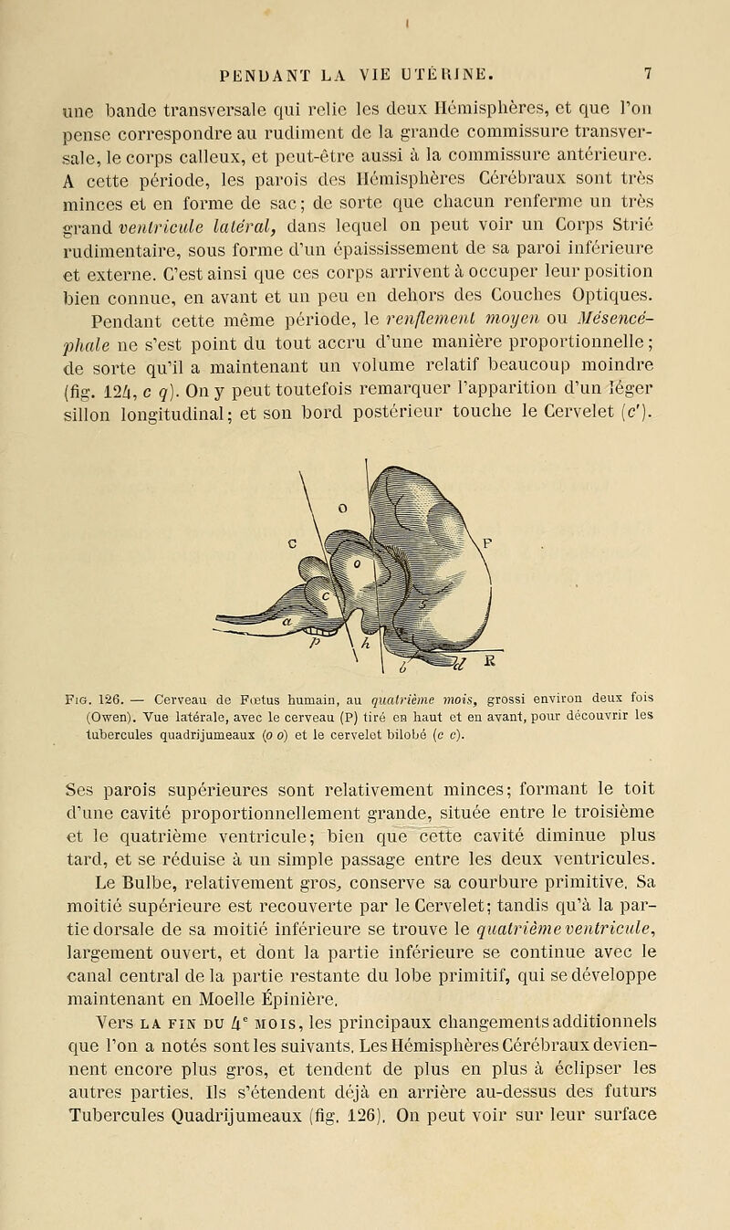 une bande transversale qui relie les deux Hémisphères, et que l'on pense correspondre au rudiment de la grande commissure transver- sale, le corps calleux, et peut-être aussi à la commissure antérieure. A cette période, les parois des Hémisphères Cérébraux sont très minces et en forme de sac ; de sorte que chacun renferme un très grand ventricule latéral, dans lequel on peut voir un Corps Strié rudimentaire, sous forme d'un épaississement de sa paroi inférieure et exteinie. C'est ainsi que ces corps arrivent à occuper leur position bien connue, en avant et un peu en dehors des Couches Optiques. Pendant cette même période, le renflement moyen ou Mésencé- phale ne s'est point du tout accru d'une manière proportionnelle ; de sorte qu'il a maintenant un volume relatif beaucoup moindre (fig. 12/1, c q). On y peut toutefois remarquer l'apparition d'un léger sillon longitudinal; et son bord postérieur touche le Cervelet (c'). FiG. 126. — Cerveau de Fcstus humain, au quatrième mois, grossi environ deux fois (Owen). Vue latérale, avec le cerveau (P) tiré en haut et en avant, pour découvrir les tubercules quadrijumeaux (o o) et le cervelet bilobé (c c). Ses parois supérieures sont relativement minces; formant le toit d'une cavité proportionnellement grande, située entre le troisième et le quatrième ventricule; bien que cette cavité diminue plus tard, et se réduise à un simple passage entre les deux ventricules. Le Bulbe, relativement groS;, conserve sa courbure primitive, Sa moitié supérieure est recouverte par le Cervelet; tandis qu'à la par- tie dorsale de sa moitié inférieure se trouve le quatrième ventricule, largement ouvert, et dont la partie inférieure se continue avec le canal central de la partie restante du lobe primitif, qui se développe maintenant en Moelle Épinière. Vers LA FIN DU k^ MOIS, les principaux changements additionnels que l'on a notés sont les suivants. Les Hémisphères Cérébraux devien- nent encore plus gros, et tendent de plus en plus à éclipser les autres parties. Ils s'étendent déjà en arrière au-dessus des futurs Tubercules Quadrijumeaux (fig. 126), On peut voir sur leur surface