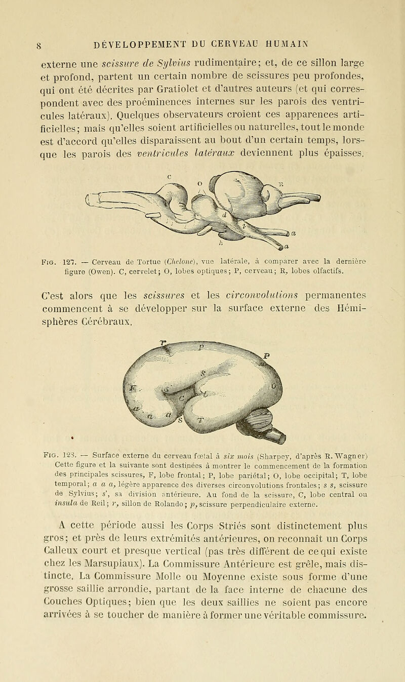 externe une scissure de Sylvius rudimentaire ; et, de ce sillon large et profond, partent un certain nombre de scissures peu profondes, qui ont été décrites par Gratiolet et d'autres auteurs (et qui corres- pondent avec des proéminences internes sur les parois des ventri- cules latéraux). Quelques observateurs croient ces apparences arti- ficielles; mais qu'elles soient artificielles ou naturelles, tout le monde est d'accord qu'elles disparaissent au bout d'un certain temps, lors- que les parois des venlricules laléraux deviennent plus épaisses. FiG. 127. — Cerveau de Tortue (Chelone), vue latérale, à comparer avec la dernière figure (Owen). C, cervelet; O, lobes optiques; P, cerveau; R^ lobos olfactifs. C'est alors que les scissures et les circonvolutions permanentes commencent à se développer sur la surface externe des Hémi- sphères Cérébraux. FiG. 1-2S. — Surface externe du cerveau fœtal à six mois (Sharpe}', d'après R. Wagner) Cette figure et la suivante sont destinées à montrer le commencement de la formation des principales scissures, F, lobe frontal; P, lobe pariétal; O, lobe occipital; T, lobe temporal; a a a, légère apparence des diverses circonvolutions frontales; s s, scissure de Sylvius; s', sa division antérieure. Au fond de la scissure, C, lobe central ou insulade Reil; r, sillon de Rolande; p, scissure perpendiculaire externe. A cette période aussi les Corps Striés sont distinctement plus gros; et près de leurs extrémités antérieures, on reconnaît un Corps Calleux court et presque vertical (pas très différent de ce qui existe chez les Marsupiaux). La Commissure Antérieure est grêle, mais dis- tincte, La Commissure Molle ou Moyenne existe sous forme d'une grosse saillie arrondie, partant de la face interne de chacune des Couches Optiques; bien que les deux saillies ne soient pas encore arrivées à se toucher de manière à former une véritable commissure.