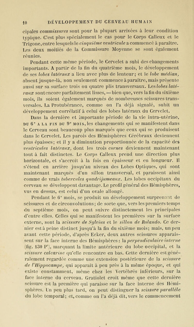 €ipales commissures sont pour la plupart arrivées à leur condition typique. C'est plus spécialement le cas pour le Corps Calleux et le Trigone, entre lesquels le cinquième ventricule a commencé à paraître. Les deux moitiés de la Commissure Moyenne se sont également réunies. Pendant cette même période, le Cervelet a subi des changements importants. A partir de la fin du quatrième mois, le développement ■de ses lobes latéraux a lieu avec plus de lenteur ; et le lobe médian, ■absent jusque-là, non seulement commence à paraître, mais présente aussi sur sa surface trois ou quatre plis transversaux. Leslobeslaté- raux sont encore parfaitement lisses, — bien que, vers la fin du sixième mois, ils soient également marqués de nombreuses scissures trans- versales. La Protubérance, comme on l'a déjà signalé, subit un développement corrélatif à celui des lobes latéraux du Cervelet. Dans la dernière et importante période de la vie intra-utérine, DU 6° A LA FIN DU 9' M0is,les changements qui se manifestent dans le Cerveau sont beaucoup plus marqués que ceux qui se produisent dans le Cervelet. Les parois des Hémisphères Cérébraux deviennent plus épaisses; et il y a diminution proportionnée de la capacité des ventricules latéraux, dont les trois cornes deviennent maintenant tout à fait distinctes. Le Corps Calleux prend une direction plus horizontale, et s'accroît à la fois en épaisseur et en longueur. Il s'étend en arrière jusqu'au niveau des Lobes Optiques, qui sont maintenant marqués d'un sillon transversal, et paraissent ainsi comme de vrais tubercules quadrijumeaux. Les lobes occipitaux du cerveau se développent davantage. Le profil général des Hémisphères, vus en dessus, est celui d'un ovale allongé. Pendant le 6' mois, se produit un développement surprenant de scissures et de circonvolutions; de sorte que, vers les premiers temps du septième mois, on peut suivre distinctement les principales d'entre elles. Celles qui se manifestent les premières sur la surface externe, sont la scissure de Sylvius et le sillon de Rolande. Ce der- nier est à peine distinct jusqu'à la fin du sixième mois; mais, un peu avant cette période, d'après Ecker, deux autres scissures apparais- sent sur la face interne des Hémisphères: ]slperpendiculaireinto^ne (fig. 130 P'), marquant la limite antérieure du lobe occipital, et la scissure calcarine qu'elle rencontre en bas. Cette dernière est géné- ralement regardée comme une extension postérieure de la scissure de VHippocampe, qui apparaît à peu près à la même époque, et qui «xiste constamment, même chez les Vertébrés inférieurs, sur la face interne du cerveau. Gratiolet croit même que cette dernière scissure est la première qui paraisse sur la face interne des Hémi- sphères. Un peu plus tard, on peut distinguer la scissure parallèle du lobe temporal; et,comme on l'a déjà dit,vers le commencement