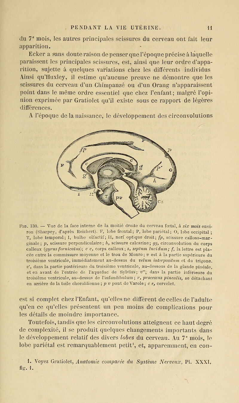 du 1' mois, les autres principales scissures du cerveau ont fait leur apparition. Ecker a sans doute raison de penser que l'époque précise à laquelle paraissent les principales scissures, est, ainsi que leur ordre d'appa- rition, sujette à quelques variations chez les différents individus Ainsi qu'Huxley, il estime qu'aucune preuve ne démontre que les scissures du cerveau d'un Chimpanzé ou d'un Orang n'apparaissent point dans le même ordre essentiel que chez l'enfant; malgré l'opi- nion exprimée par Gratiolet qu'il existe sous ce rapport de légères différences. A l'époque de la naissance, le développement des circonvolutions Fis. 130. — Vue de la face interne de la moitié droite à\x cerveau fœtal, à six mois envi- ron (Sharpej', d'après Reichert). F, lobe frontal; P, lobe pariétal; O, lobe occipital ; T, lobe temporal; I, bulbe olfactif; II, nerf optique droit; fp, scissure calloso-mar- ginale ; ;j, scissure perpendiculaire; /(, scissure calcarine; gg, circonvolution du corps calleux {gyrus fornicatus); c c, corps calleux; s, septum lucidum; f, la lettre est pla- cée entre la commissure moyenne et le trou de Monro ; t; est à la partie supérieure du troisième ventricule, immédiatement au-dessus du vélum interpositum et du trigone. v', dans la partie postérieure du troisième ventricule, au-dessous de la glande pinéale, et en avant de l'entrée de Vaqueduc de Sylvius ; d'V dans la partie inférieure du troisième ventricule, au-dessus de l'infundibulum ; r, processus pinealis, se détachant en arrière de la toile clioroïdienne ; p v pont de Varole; c e, cervelet. est si complet chez l'Enfant, qu'elles ne diffèrent de celles de l'adulte qu'en ce qu'elles présentent un peu moins de complications pour les détails de moindre importance. Toutefois, tandis que les circonvolutions atteignent ce haut degré de complexité, il se produit quelques changements importants dans le développement relatif des divers lobes du cerveau. Au 7 mois, le lobe pariétal est remarquablement petit', et, apparemment, en con- 1. Voyez Gratiolet, Anatomie comparée du Système Nerveux, PL XXXI, fig-. l.