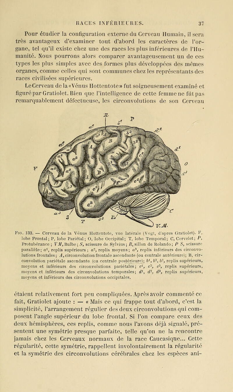 Pour étudier la configuration externe du Cerveau Humain, il sera très avantageux d'examiner tout d'abord les caractères de l'or- gane, tel qu'il existe chez une des races les plus inférieures de l'Hu- manité. Nous pourrons alors comparer avantageusement un de ces types les plus simples avec des formes plus développées des mêmes organes, comme celles qui sont communes chez les représentants des races civilisées supérieures. Le Cerveau de la «Vénus Hottentote» fut soigneusement examiné et figuré par Gratiolet. Bien que l'intelligence de cette femme ne fût pas remarquablement défectueuse, les circonvolutions de son Cerveau FiG. 133. — Cerveau de la Vénus Hottentote, vue latérale (Vogt, d'après Gratiolet). F, lobe Frontal; P, lobe Pariétal; O, lobe Occipital; T, lobo Temporal; C, Cervelet; P, Protubérance ; Y M, Bulbe ; S, scissure de Sylvius ; R, sillon de Rolando ; P S, scissure parallèle; a^, replis supérieurs ; a-, replis moyens; a^, replis inférieurs des circonvo- lutions frontales ; ^j circonvolution frontale ascendante (ou centrale antérieure); B, cir- convolution pariétale ascendante (ou centrale postérieure); &', b'^, b-, replis supérieurs, moyens et inférieurs des circonvolutions pariétales; c', c-, c^, replis supérieurs, moyens et inférieurs des circonvolutions temporales; d', d-, d^, replis supérieurs, moyens et inférieurs des circonvolutions occipitales. étaient relativement fort peu compliquées. Après avoir commenté ce fait, Gratiolet ajoute : — « Mais ce qui frappe tout d'abord, c'est la simplicité, l'arrangement régulier des deux circonvolutions qui com- posent l'angle supérieur du lobe frontal. Si l'on compare ceux des deux hémisphères, ces replis, comme nous l'avons déjà signalé, pré- sentent une symétrie presque parfaite, telle qu'on ne la rencontre jamais chez les Cerveaux normaux de la race Caucasique... Cette régularité, cette symétrie, rappellent involontairement la régularité et la symétrie des circonvolutions cérébrales chez les espèces ani-