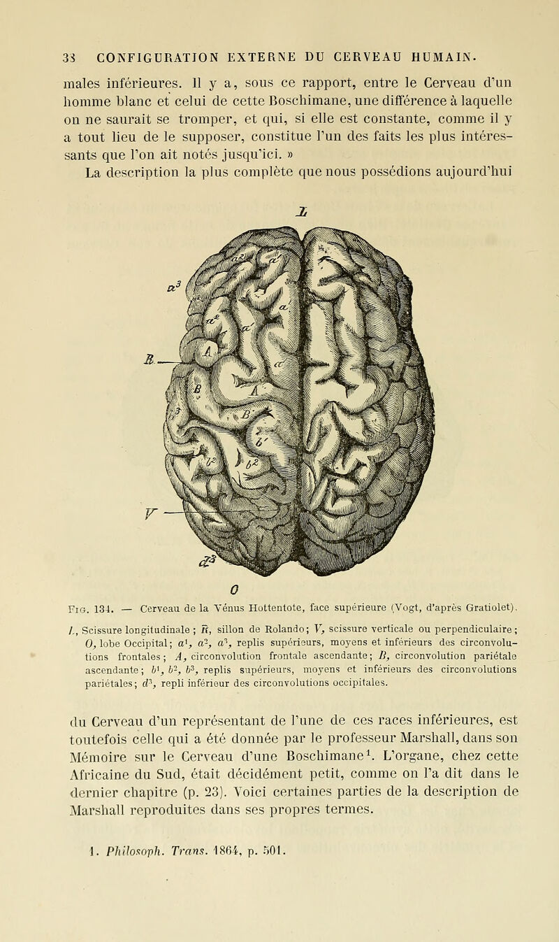 maies inférieures. 11 y a, sous ce rapport, entre le Cerveau d'un homme blanc et celui de cette Boscliimane, une différence à laquelle on ne saurait se tromper, et qui, si elle est constante, comme il y a tout lieu de le supposer, constitue l'un des faits les plus intéres- sants que Ton ait notés jusqu'ici. » La description la plus complète que nous possédions aujourd'hui FiG. 134. — Cerveau de la Vénus Hottentote, face supérieure (Vogt, d'après Gratiolet). A, Scissure longitudinale ; n, sillon de Rolande; V, scissure verticale ou perpendiculaire ; 0;, lobe Occipital ; a^, a-, a^, replis supérisurs, moyens et inférieurs des circonvolu- tions frontales ; A, circonvolution frontale ascendante ; B, circonvolution pariétale ascendante ; ¥, b^, b^, replis supérieurs, moyens et inférieurs des circonvolutions pariétales; d^, repli inférieur des circonvolutions occipitales. du Cerveau d'un représentant de l'une de ces races inférieures, est toutefois celle qui a été donnée par le professeur Marshall, dans son Mémoire sur le Cerveau d'une Boschimane^. L'organe, chez cette Africaine du Sud, était décidément petit, comme on l'a dit dans le dernier chapitre (p. 23). Voici certaines parties de la description de Marshall reproduites dans ses propres termes. l. Philoxoph. Trans. 1864, p. .^01.