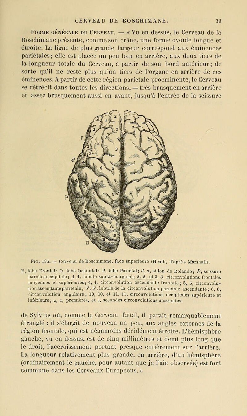 Forme générale nu Cerveau. — « Vu en dessus, le Cerveau de la Boschimane présente, comme son crâne, une forme ovoïde longue et étroite. La ligne de plus grande largeur correspond aux éminences pariétales; elle est placée un peu loin en arrière, aux deux tiers de la longueur totale du Cerveau, à partir de son bord antérieur; de sorte qu'il ne reste plus qu'un tiers de l'organe en arrière de ces éminences. A partir de cette région pariétale proéminente, le Cerveau se rétrécit dans toutes les directions, —très brusquement en arrière et assez brusquement aussi en avant, jusqu'à l'entrée de la scissure FiG. 135. — Cerveau t „„.„„..„„, „,-- „„j^^„^^.^ ^.^^ath, d'après Marshall). F, lobe Frontal; O, lobe Occipital; P, lobe Pariétal; d,d, sillon de Rolando; P, scissure pariéto-occipitale; A A, lobule supra-marginal; 2, 2, et 3, 3, circonvolutions frontales moyennes et supérieures; 4, 4, circonvolution ascendante frontale; 5, 5, circonvolu- tion ascendante pariétale; 5', 5', lobule de la circonvolution pariétale ascendante; 6, 6, circonvolution angulaire; 10, 10, et 11, 11, circonvolutions occipitales supérieure et inférieure ; a, a, premières, et p, secondes circonvolutions unissantes. de Sylvius où, comme le Cerveau fœtal, il paraît remarquablement étranglé : il s'élargit de nouveau un peu, aux angles externes de la région frontale, qui est néanmoins décidément étroite. L'hémisphère gauche, vu en dessus, est de cinq millimètres et demi plus long que le droit, l'accroissement portant presque entièrement sur l'arrière. La longueur relativement plus grande, en arrière, d'un hémisphère (ordinairement le gauche, pour autant que je l'aie observée) est fort commune dans les Cerveaux Européens. »