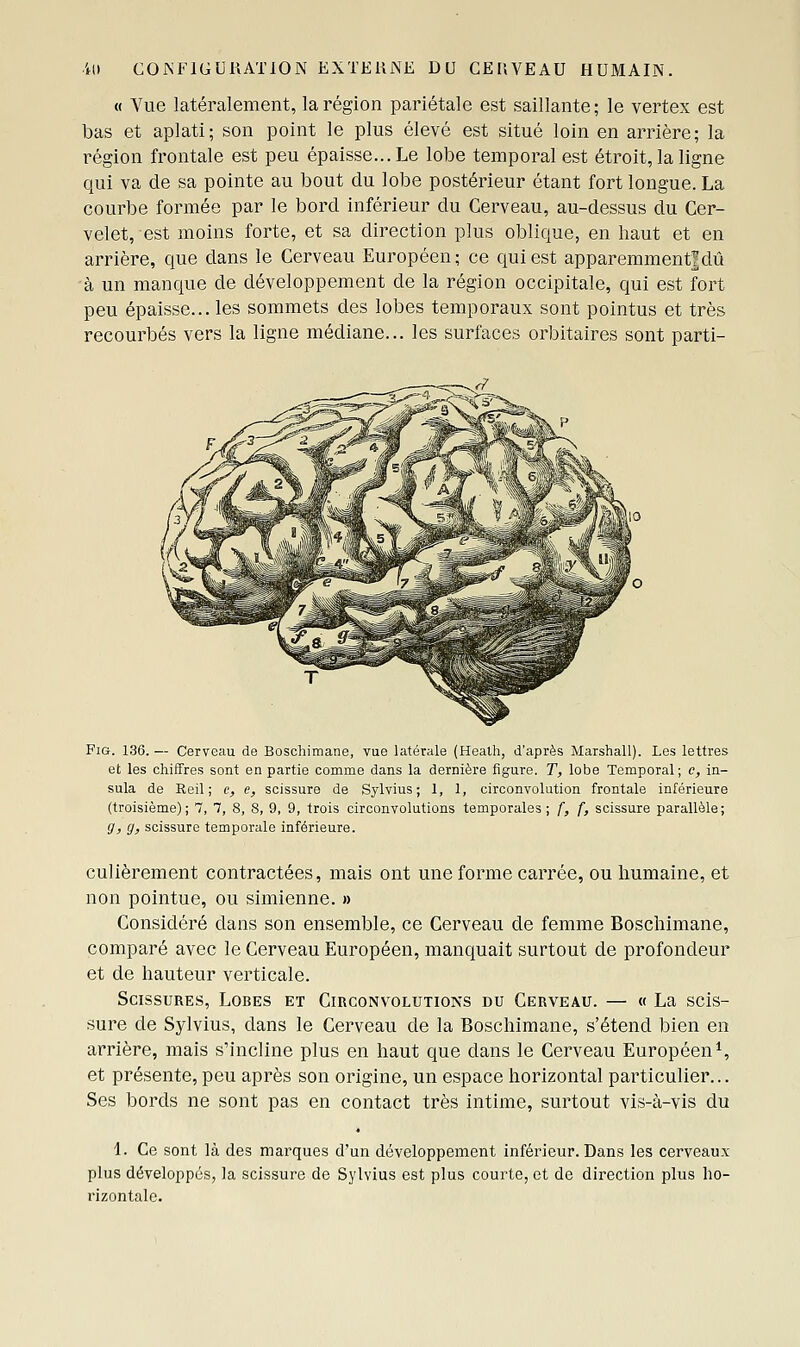 « Vue latéralement, la région pariétale est saillante ; le vertex est bas et aplati; son point le plus élevé est situé loin en arrière; la région frontale est peu épaisse... Le lobe temporal est étroit, la ligne qui va de sa pointe au bout du lobe postérieur étant fort longue. La courbe formée par le bord inférieur du Cerveau, au-dessus du Cer- velet, est moins forte, et sa direction plus oblique, en haut et en arrière, que dans le Cerveau Européen; ce qui est apparemment!dû à un manque de développement de la région occipitale, qui est fort peu épaisse... les sommets des lobes temporaux sont pointus et très recourbés vers la ligne médiane... les surfaces orbitaires sont parti- FiG. 136.— Cerveau de Boschimane, vue latérale (Healh, d'après Marshall). Les lettres et les chiffres sont en partie comme dans la dernière figure. T, lobe Temporal ; c, in- sula de Reil ; e, e, scissure de Sylvius ; 1, 1, circonvolution frontale inférieure (troisième); 7, 7, S, 8, 9, 9, trois circonvolutions temporales; f, f, scissure parallèle; g, g, scissure temporale inférieure. culièrement contractées, mais ont une forme carrée, ou humaine, et non pointue, ou simienne. » Considéré dans son ensemble, ce Cerveau de femme Boschimane, comparé avec le Cerveau Européen, manquait surtout de profondeur et de hauteur verticale. Scissures, Lobes et Circonvolutions du Cerveau. — « La scis- sure de Sylvius, dans le Cerveau de la Boschimane, s'étend bien en arrière, mais s'incline plus en haut que dans le Cerveau Européen *, et présente, peu après son origine, un espace horizontal particulier... Ses bords ne sont pas en contact très intime, surtout vis-à-vis du 1. Ce sont là des marques d'un développement inférieur. Dans les cerveaux- plus développes, la scissure de Sylvius est plus courte, et de direction plus ho- rizontale.