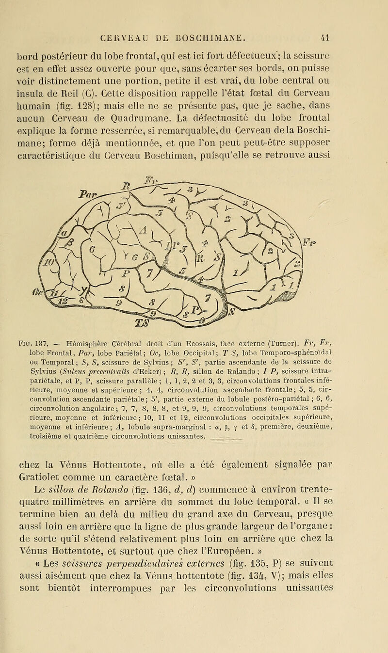 bord postérieur du lobe frontal,qui est ici fort défectueux; la scissure est en effet assez ouverte pour que, sans écarter ses bords, on puisse voir distinctement une portion, petite il est vrai, du lobe central ou insula de Reil (G). Cette disposition rappelle l'état fœtal du Cerveau humain (fig. 128); mais elle ne se présente pas, que je sache, dans aucun Cerveau de Quadrumane. La défectuosité du lobe frontal explique la forme resserrée, si remarquable, du Cerveau delaBoschi- mane; forme déjà mentionnée, et que Ton peut peut-être supposer caractéristique du Cerveau Boschiman, puisqu'elle se retrouve aussi Fig. 137. — Hémisphère Cérébral droit d'un Ecossais, face externe (Turner). F?', Fr, lobe Frontal, Par, lobe Pariétal; Oc, lobe Occipital; T S, lobe Temporo-sphéno'idal ou Temporal ; S, S, scissure de Sylvius ; 5', S', partie ascendante de la scissure de Sylvius (Sulcus precenlralis d'Ecker) ; R, R, sillon de Rolando ; / P, scissure intra- pariétale, et P, P, scissure parallèle; 1, 1, 2, 2 et 3, 3, circonvolutions frontales infé- rieure, moyenne et supérieure; 4, 4, circonvolution ascendante frontale; 5, 5, cir- convolution ascendante pariétale ; 5', partie externe du lobule postéro-pariétal ; 6, 6, circonvolution angulaire; 7, 7, 8, S, 8, et 9, 9, 9, circonvolutions temporales supé- rieure, moyenne et inférieure; 10, II et 12, circonvolutions occipitales supérieure, moyenne et inférieure; A, lobule supra-marginal : a, p, f et S, première, deuxième, troisième et quatrième circonvolutions unissantes. chez la Vénus Hottentote, où elle a été également signalée par Gratiolet comme un caractère foetal. » Le sillon de Rolando (fig. 136, d^ d) commence à environ trente- quatre millimètres en arrière du sommet du lobe temporal. « Il se termine bien au delà du milieu du grand axe du Cerveau, presque aussi loin en arrière que la ligne de plus grande largeur de l'organe : de sorte qu'il s'étend relativement plus loin en arrière que chez la Vénus Hottentote, et surtout que chez l'Européen. » « Les scissures perpendiculaires externes (fig. 135, P) se suivent aussi aisément que chez la Vénus hottentote (fig. 13Zi, V) ; mais elles sont bientôt interrompues par les circonvolutions unissantes