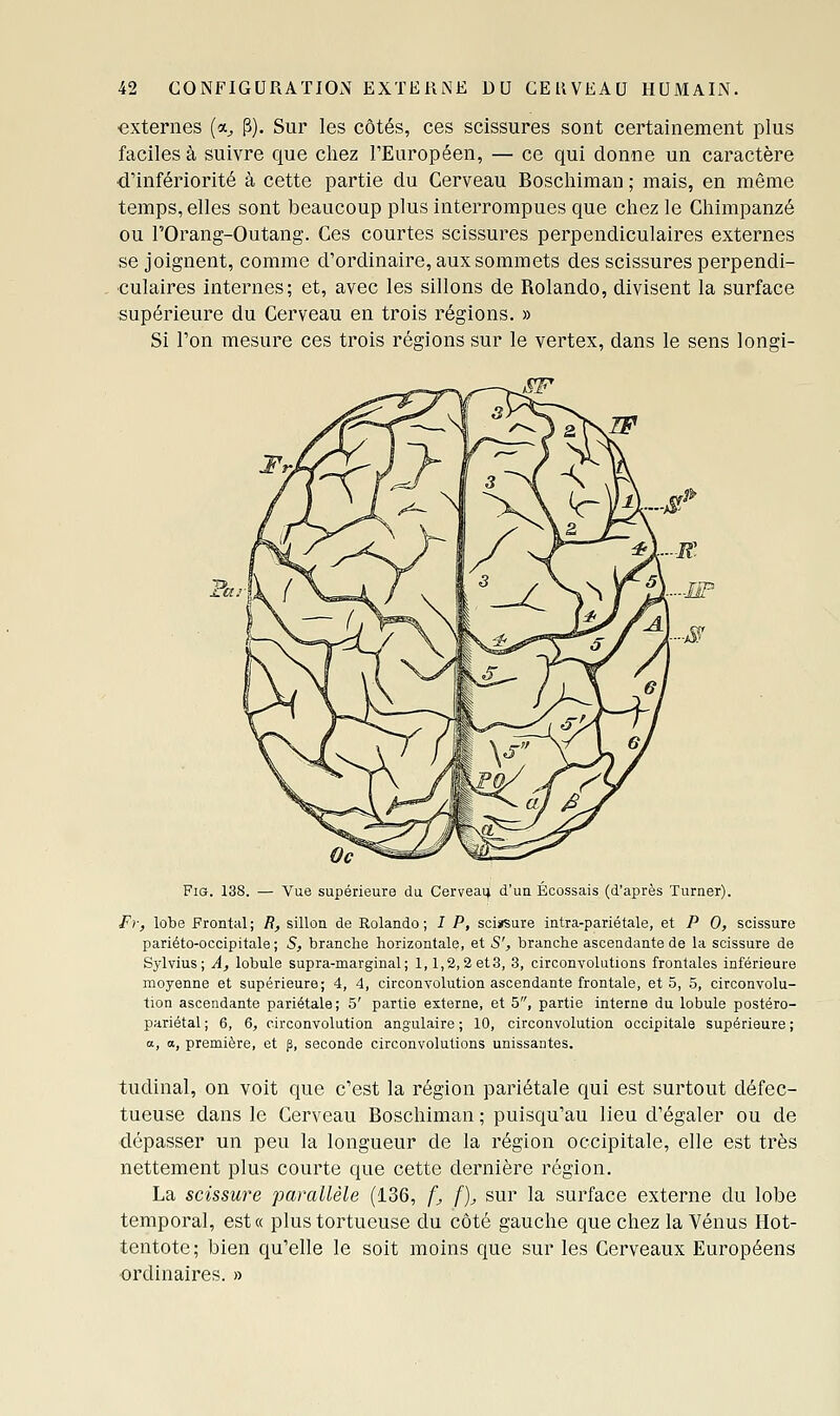 ■externes (a^ P). Sur les côtés, ces scissures sont certainement plus faciles à suivre que chez l'Européen, — ce qui donne un caractère ■d'infériorité à cette partie du Cerveau Boschiman ; mais, en même temps, elles sont beaucoup plus interrompues que chez le Chimpanzé ou rOrang-Outang. Ces courtes scissures perpendiculaires externes se joignent, comme d'ordinaire, aux sommets des scissures perpendi- eulaires internes; et, avec les sillons de Rolando, divisent la surface supérieure du Cerveau en trois régions. » Si l'on mesure ces trois régions sur le vertex, dans le sens longi- FiG. 138. — Vue supérieure du Cerveaij d'ua Écossais (d'après Turner). Fr, lobe Frontal; R, sillon de Rolando; I P, sciïSure intra-pariétale, et P 0, scissure pariéto-occipitale; S, branche horizontale, et 5', branche ascendante de la scissure de Sylvius; A, lobule supra-marginal; 1,1,2,2 et3, 3, circonvolutions frontales inférieure moyenne et supérieure; 4, 4, circonvolution ascendante frontale, et 5, 5, circonvolu- tion ascendante pariétale; 5' partie externe, et 5, partie interne du lobule postéro- pariétal ; 6, 6, circonvolution angulaire ; 10, circonvolution occipitale supérieure ; a, a, première, et p, seconde circonvolutions unissantes. tudinal, on voit que c'est la région pariétale qui est surtout défec- tueuse dans le Cerveau Boschiman ; puisqu'au lieu d'égaler ou de dépasser un peu la longueur de la région occipitale, elle est très nettement plus courte que cette dernière région. La scissure parallèle (136, fj f), sur la surface externe du lobe temporal, est« plus tortueuse du côté gauche que chez la Vénus Hot- tentote ; bien qu'elle le soit moins que sur les Cerveaux Européens ordinaires. »