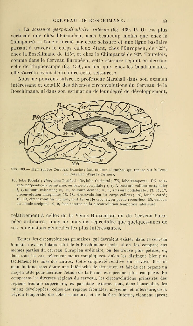 « La scissure perpendiculaire interne (fig. 139, P, 0) est plus verticale que chez TEuropéen, mais beaucoup moins que chez le Chimpanzé,— l'angle formé par cette scissure et une ligne basilaire passant à travers le corps calleux étant, chez l'Européen, de 123°; chez la Boschimane de 115, et chez le Chimpanzé de 93°. Toutefois, comme dans le Cerveau Européen, cette scissure rejoint en dessous celle de l'hippocampe (fig. 139), au lieu que, chez les Quadrumanes, elle s'arrête avant d'atteindre cette scissure. » Nous ne pouvons suivre le professeur Marshall dans son examen intéressant et détaillé des diverses circonvolutions du Cerveau de la Boschimane, ni dans son estimation de leur degré de développement, Fig. ia9.— Hémisphère Cérébral Gauche ; face interne et surface qui repose sur la Tente du Cervelet (d'après Turnerj. Fi-, lobe Frontal; Par, lobe Pariétal; Oe^ lobe Occipital; TS, lobe Temporal; PO, scis- sure perpendiculaire interne, ou pariéto-occipitale ; i, i, i, scissure calloso-marginale; l, l, scissure calcarine; ?;<, wi, scissure dentée; n, n, scissure collatérale; 17, 17, 17, circonvolution marginale; 18, 18, circonvolution du corps calleux; 18', lobule carré; 19, 19, circonvolution uncinée,dant 19' est le crochet, ou partie recourbée ; 25, cuneus, ou lobule occipital; 9, 9, face interne de la circonvolution temporale inférieure. relativement à celles de la Vénus Ilottentote ou du Cerveau Euro- péen ordinaire; nous ne pouvons reproduire que quelques-unes de ses conclusions générales les plus intéressantes. Toutes les circonvolutions primaires qui devraient exister dans le cerveau humain « existent dans celui de la Boschimane ; mais, si on les compare aux mêmes parties du cerveau Européen ordinaire, on les trouve plus petites j et, dans tous les cas, tellement moins compliquées, qu'on les distingue bien plus facilement les unes des autres. Cette simplicité relative du cerveau Boschi- man indique sans doute une infériorité de structure, et fait de cet organe un moj'en utile pour faciliter l'étude de la forme européenne, plus complexe. En comparant les diverses régions du cerveau, les circonvolutions primaires des régions frontale supérieure, et pariétale externe, sont, dans l'ensemble, les mieux développées ; celles des régions frontales, moyenne et inférieure, de la région temporale, des lobes centraux, et de la face interne, viennent après;