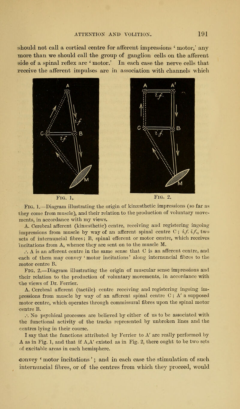 should not call a cortical centre for afferent impressions ' motor,' any more than we should call the group of ganglion cells on the afferent side of a spinal reflex arc ' motor.' In each case the nerve cells that receive the afferent impulses are in association with channels which Fig. 1. Fig. 2. Fig. 1.—Diagram illustrating the origin of kinEcsthetlc impressions (so far as they come from muscle), and their relation to the production of voluntary move- ments, in accordance with my views. A. Cerebral afferent (kinesthetic) centre, receiving and registering ingoing impressions from muscle by way of an afferent spinal centre C ; i.f. i.f,, two sets of internuncial fibres; B, spinal eiferent or motor centre, which receives incitations from A, whence they are sent on to the muscle M. .-. A is an afferent centre in the same sense that C is an afferent centre, and -each of them may convey 'motor incitations' along internuncial fibres to the motor centre B. Fig. 2.—Diagram illustrating the origin of muscular sense impressions and their relation to the production of voluntary movements, in accordance with the views of Dr. Ferrier. A. Cerebral afferent (tactile) centre receiving and registering ingoing im- pressions fi-om muscle by way of an afferent spinal centre C ; A' a supposed motor centre, which operates through commissural fibres upon the spinal motor •centre B. .-. No psychical processes are believed by either of us to be associated -wath the functional activity of the tracks represented by unbroken lines and the centres lying in their course. I say that the functions attributed by Ferrier to A' are really performed by A as in Fig. 1, and that if A,A' existed as in Fig. 2, there ought to be two sets of excitable areas in each hemisphere. convey * motor incitations '; and in each case the stimulation of such internuncial fibres, or of the centres from which they proceed, would