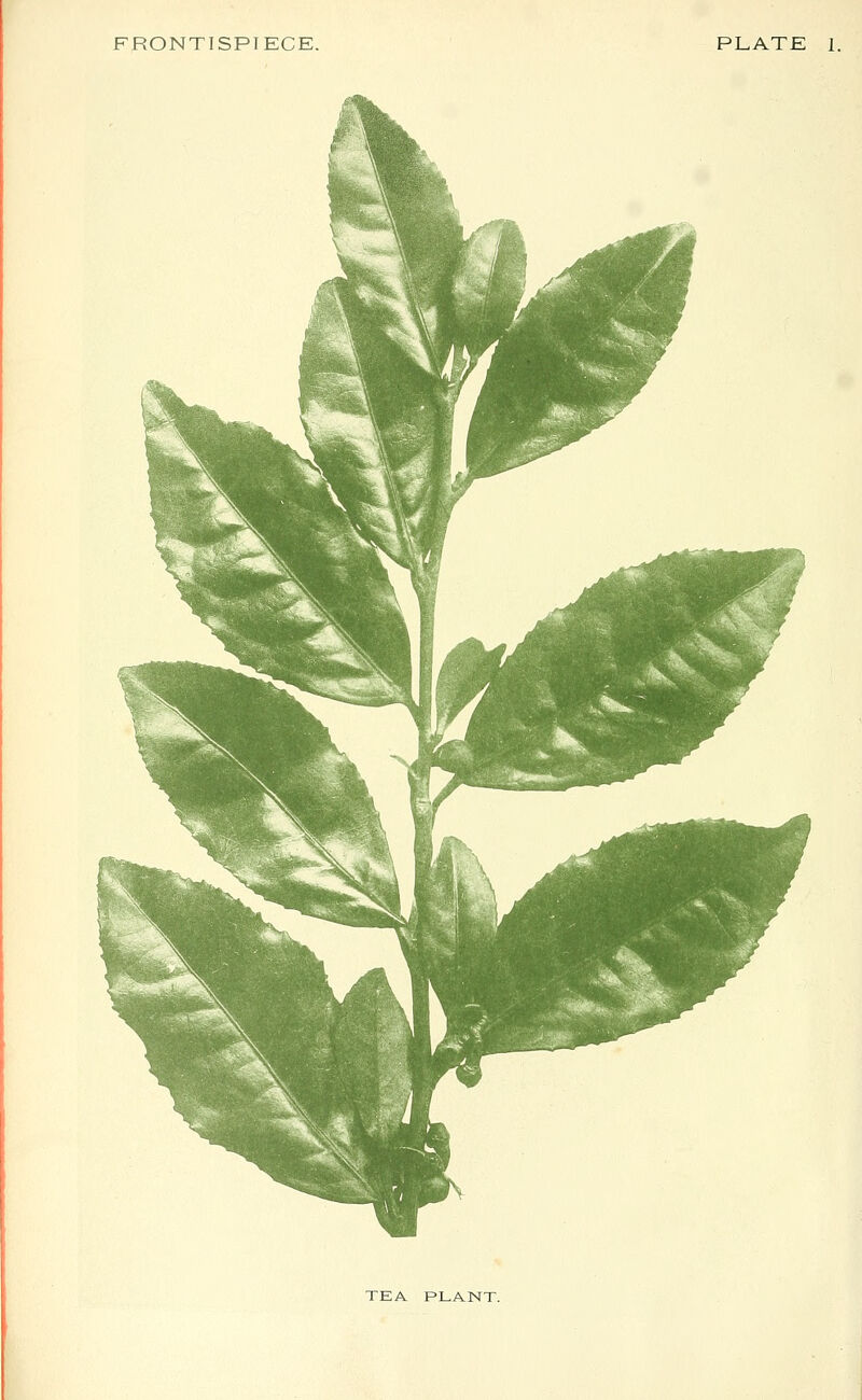 FRONTISPIECE. PLATE 1. TEA PLANT.